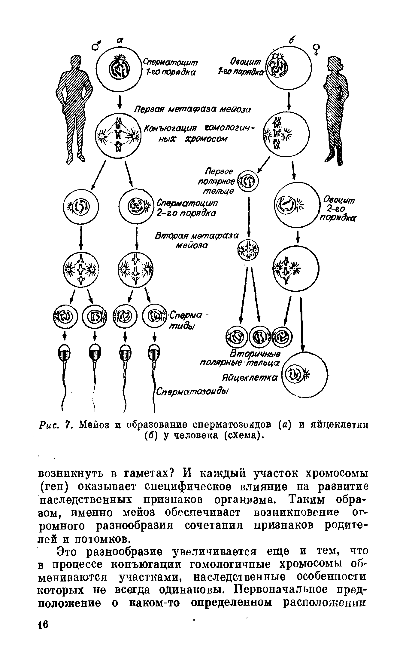 Рис. 7. Мейоз и образование сперматозоидов (а) и яйцеклетки (б) у человека (схема).