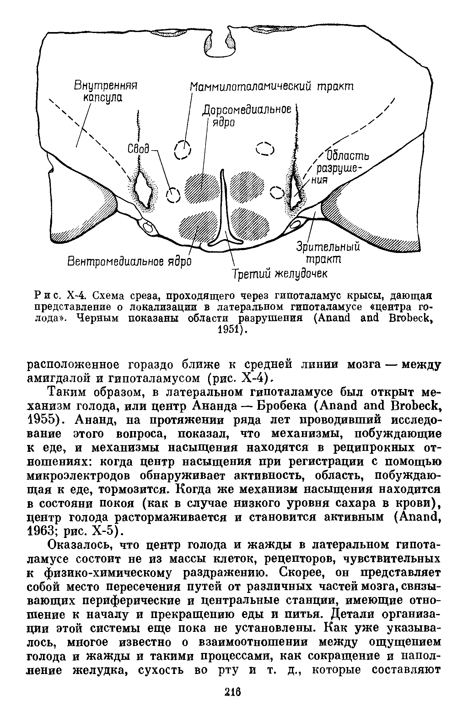 Рис. Х-4. Схема среза, проходящего через гипоталамус крысы, дающая представление о локализации в латеральном гипоталамусе центра голода . Черным показаны области разрушения (A B , 1951).