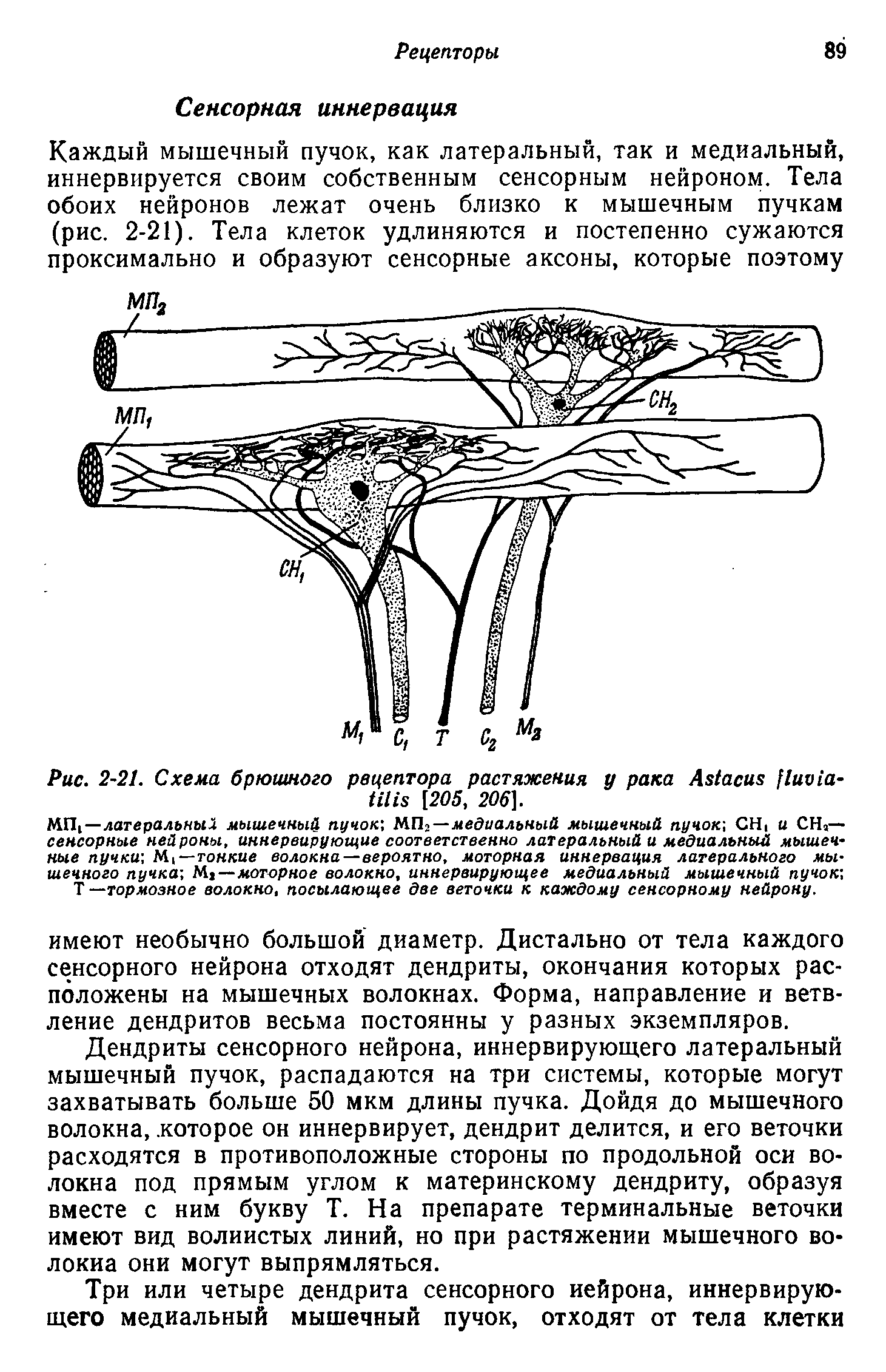 Рис. 2-21. Схема брюшного рецептора растяжения у рака A -H [205, 206].