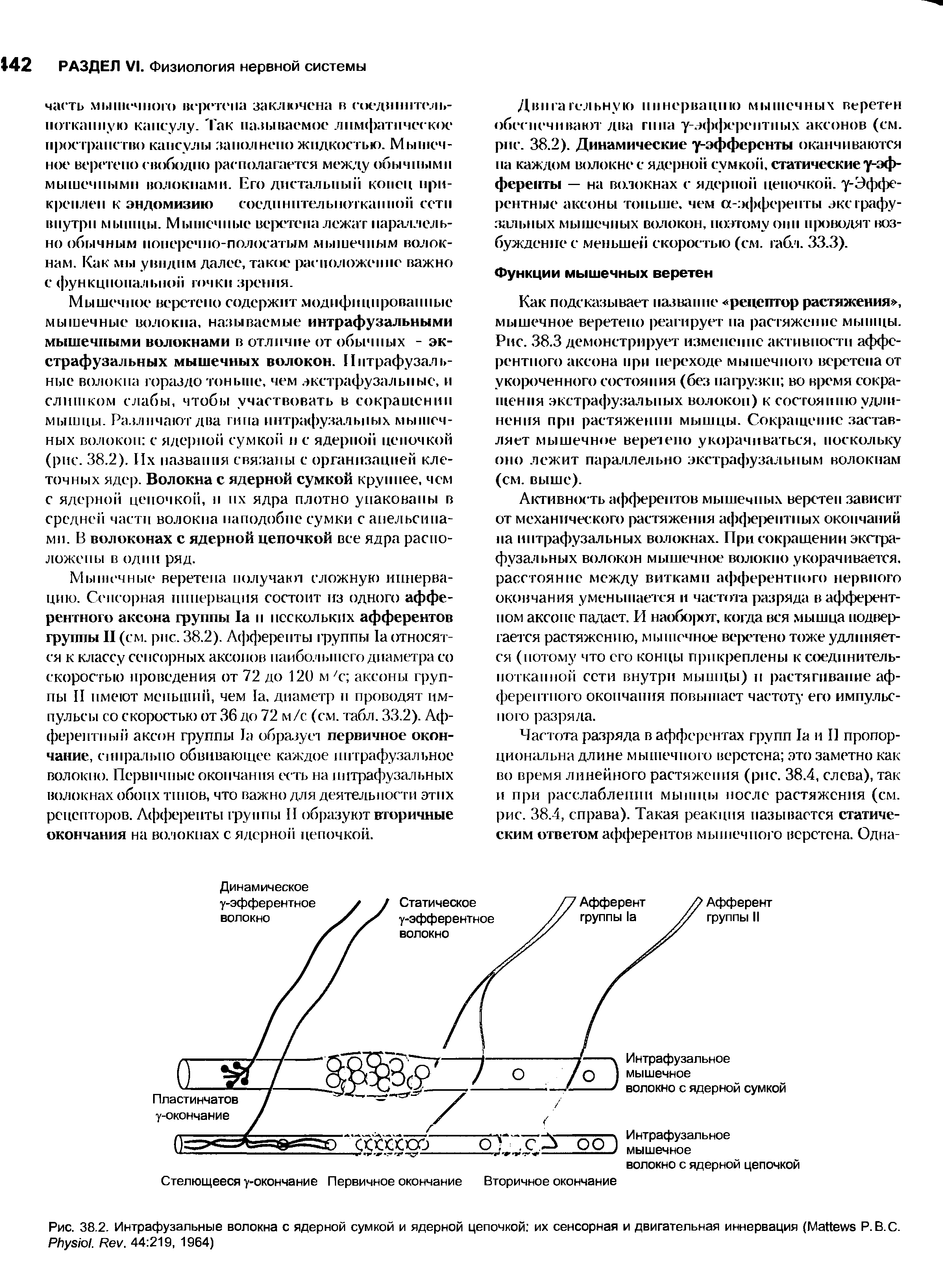 Рис. 38.2. Интрафузальные волокна с ядерной сумкой и ядерной цепочкой их сенсорная и двигательная иннервация (M Р. В.С. P . R . 44 219, 1964)...