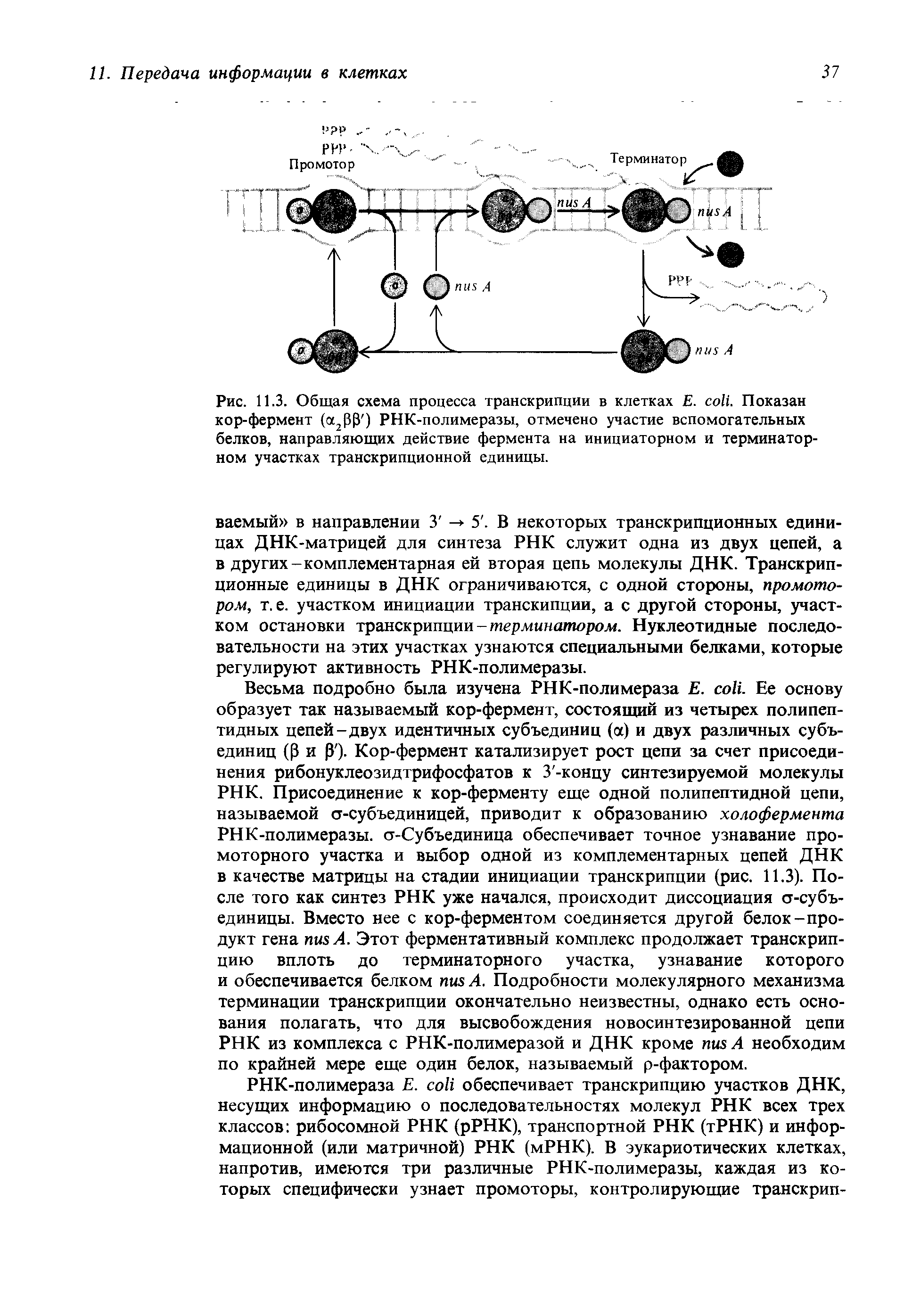 Рис. 11.3. Общая схема процесса транскрипции в клетках Е. . Показан кор-фермент ( 2 ) PHK-полимеразы, отмечено участие вспомогательных белков, направляющих действие фермента на инициаторном и терминатор-ном участках транскрипционной единицы.