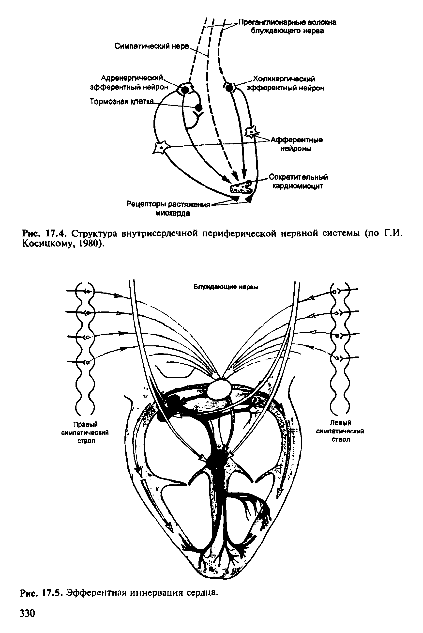 Рис. 17.4. Структура внутрисердечной периферической нервной системы (по Г.И. Косицкому, 1980).