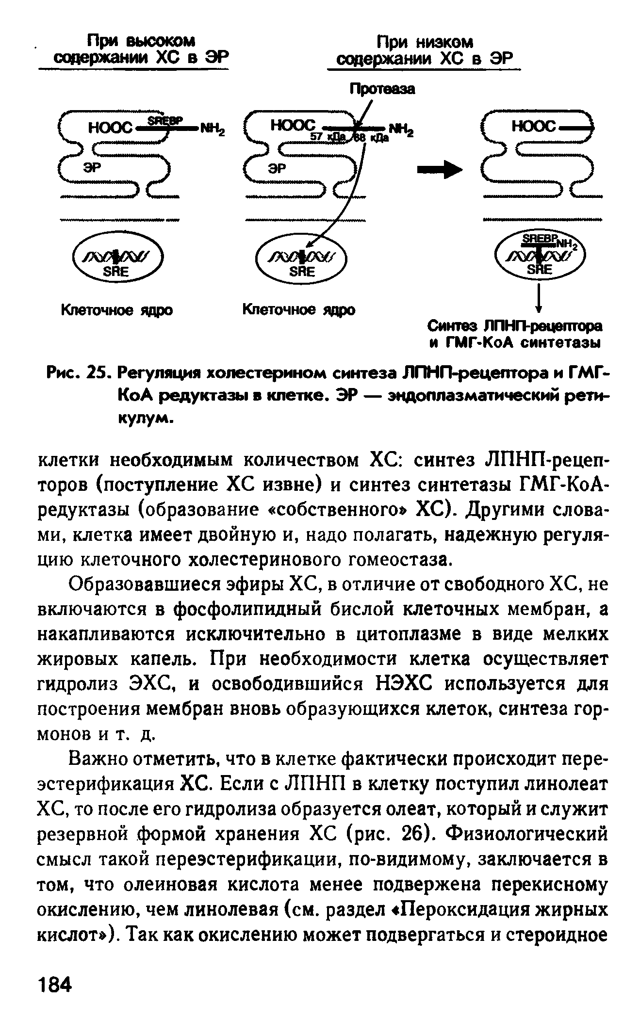 Рис. 25. Регуляция холестерином синтеза ЛПНП-рецептора и ГМГ-КоА редуктазы в клетке. ЭР — эндоплазматический ретикулум.