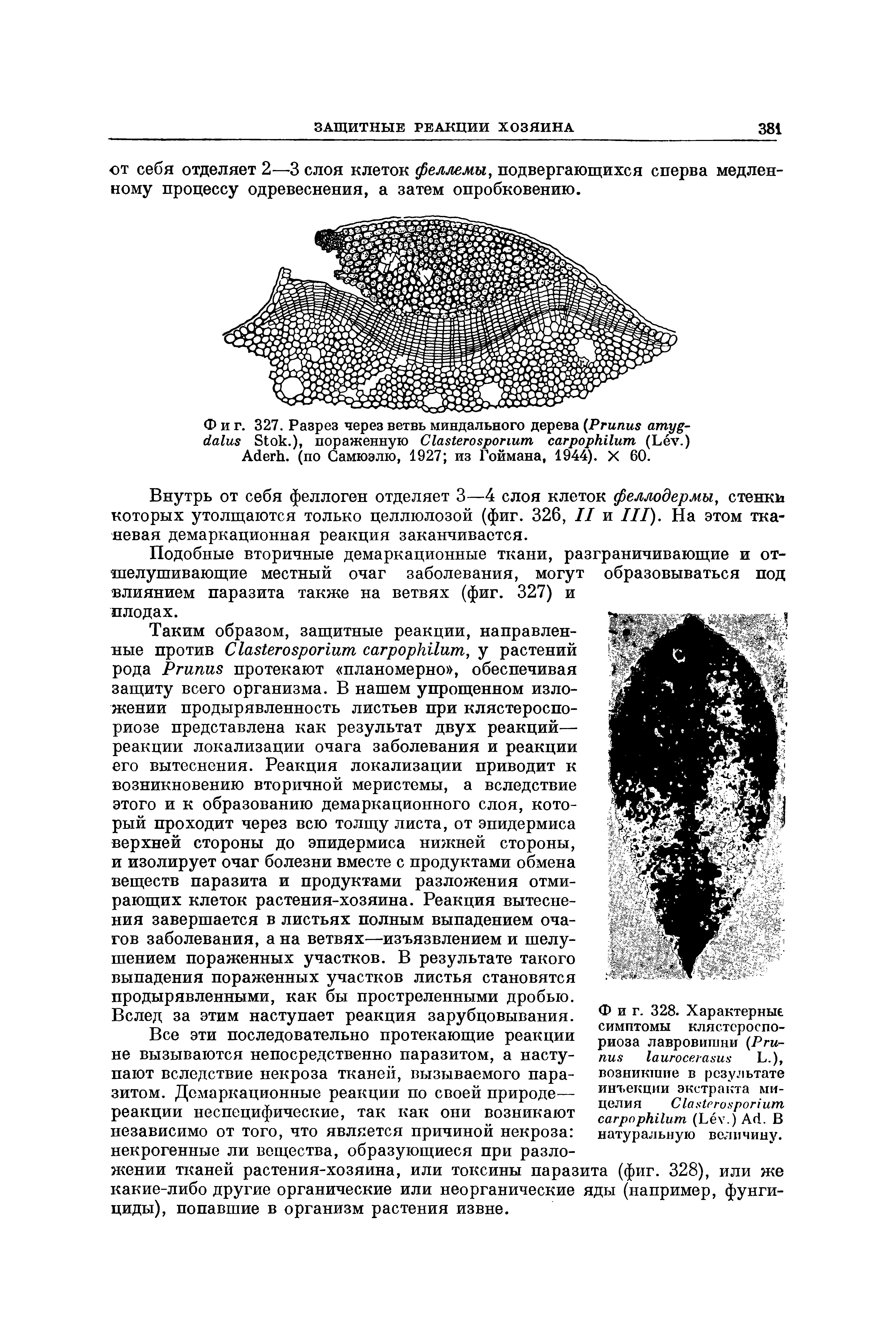 Фиг. 327. Разрез через ветвь миндального дерева (P S .), пораженную C (L .) A . (по Самюэлю, 1927 из Гоймана, 1944). X 60.