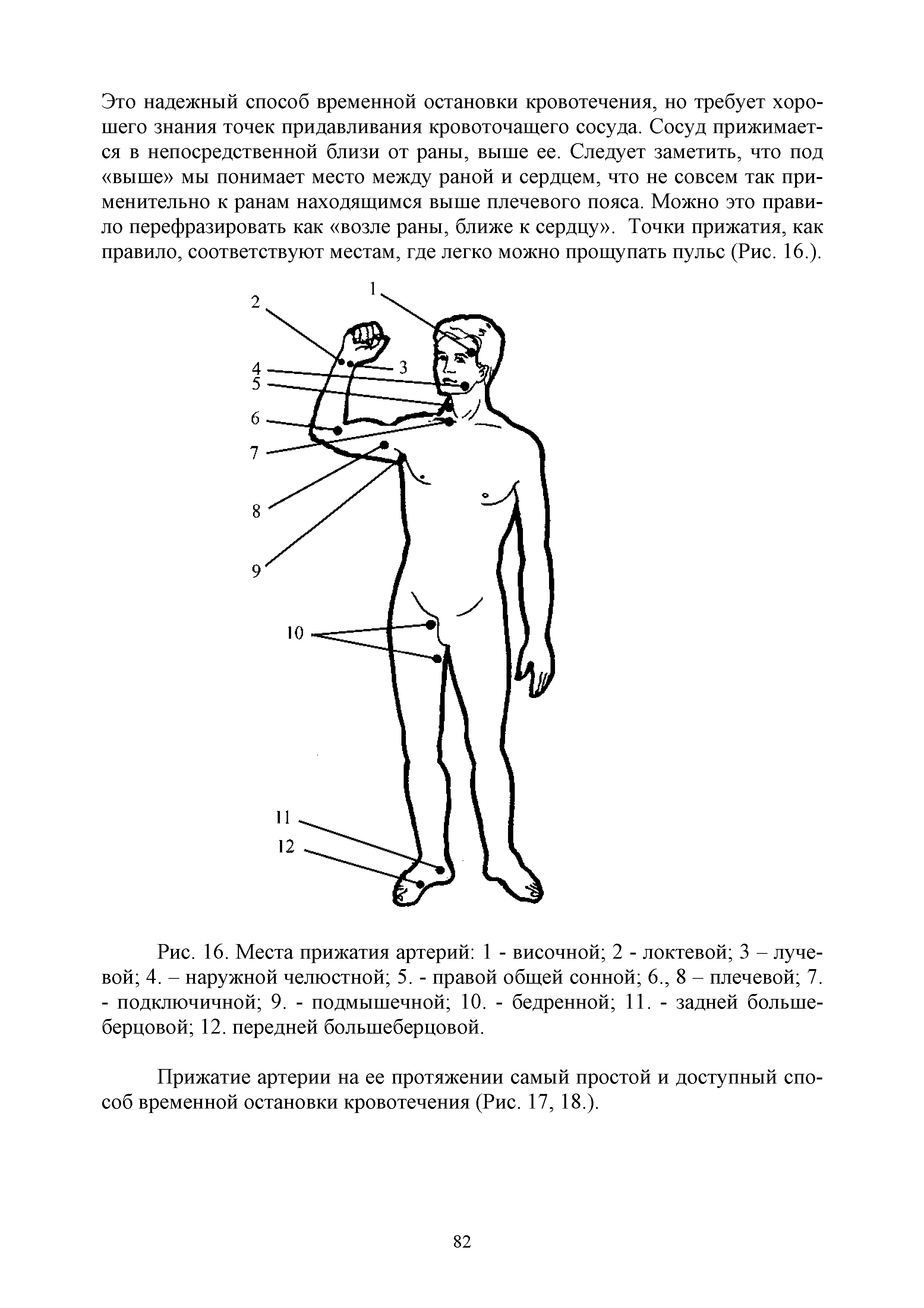 Рис. 16. Места прижатия артерий 1 - височной 2 - локтевой 3 - лучевой 4. - наружной челюстной 5. - правой общей сонной 6., 8 - плечевой 7. - подключичной 9. - подмышечной 10. - бедренной 11. - задней большеберцовой 12. передней большеберцовой.