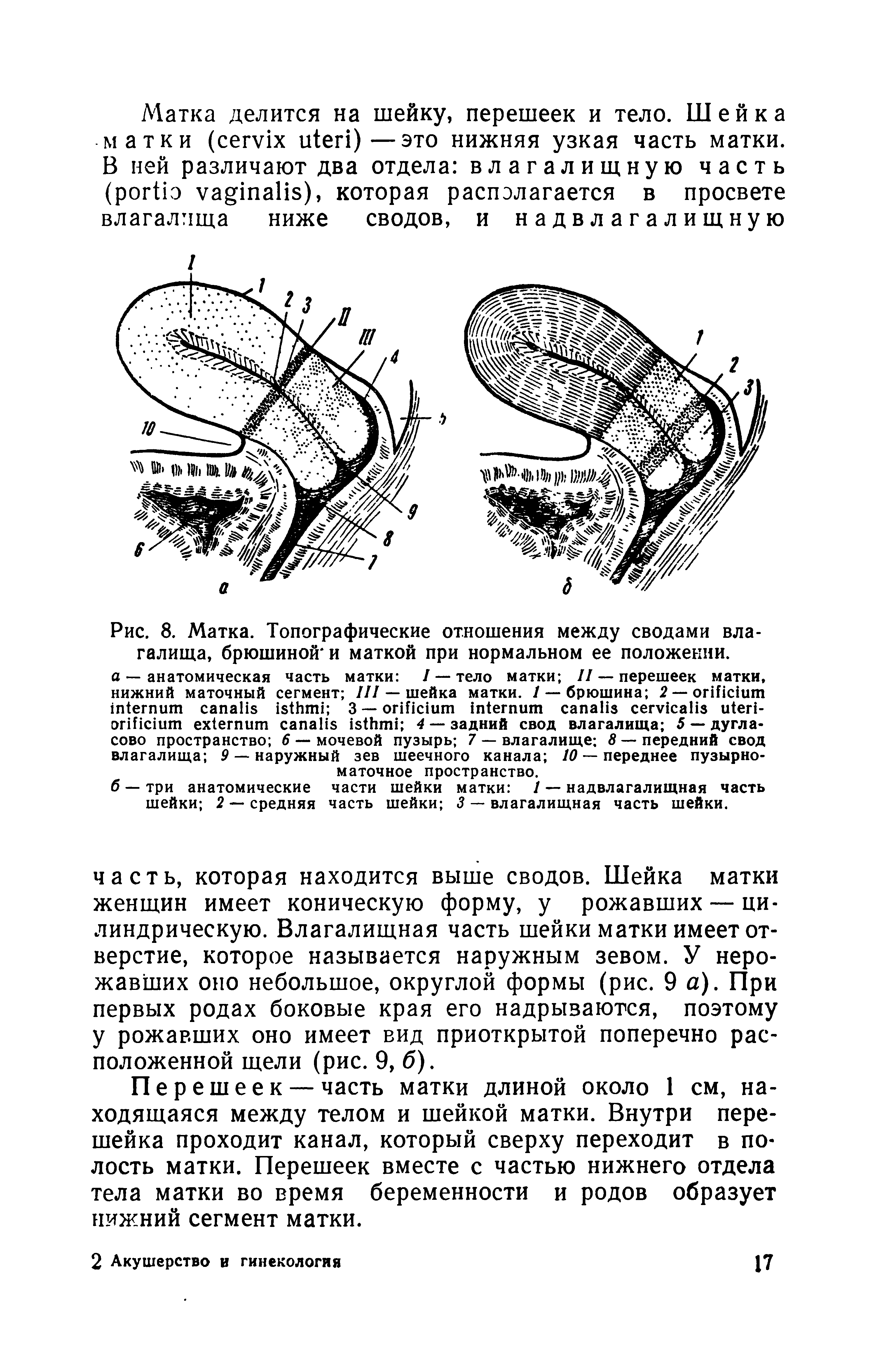 Рис. 8. Матка. Топографические отношения между сводами влагалища, брюшиной и маткой при нормальном ее положении.