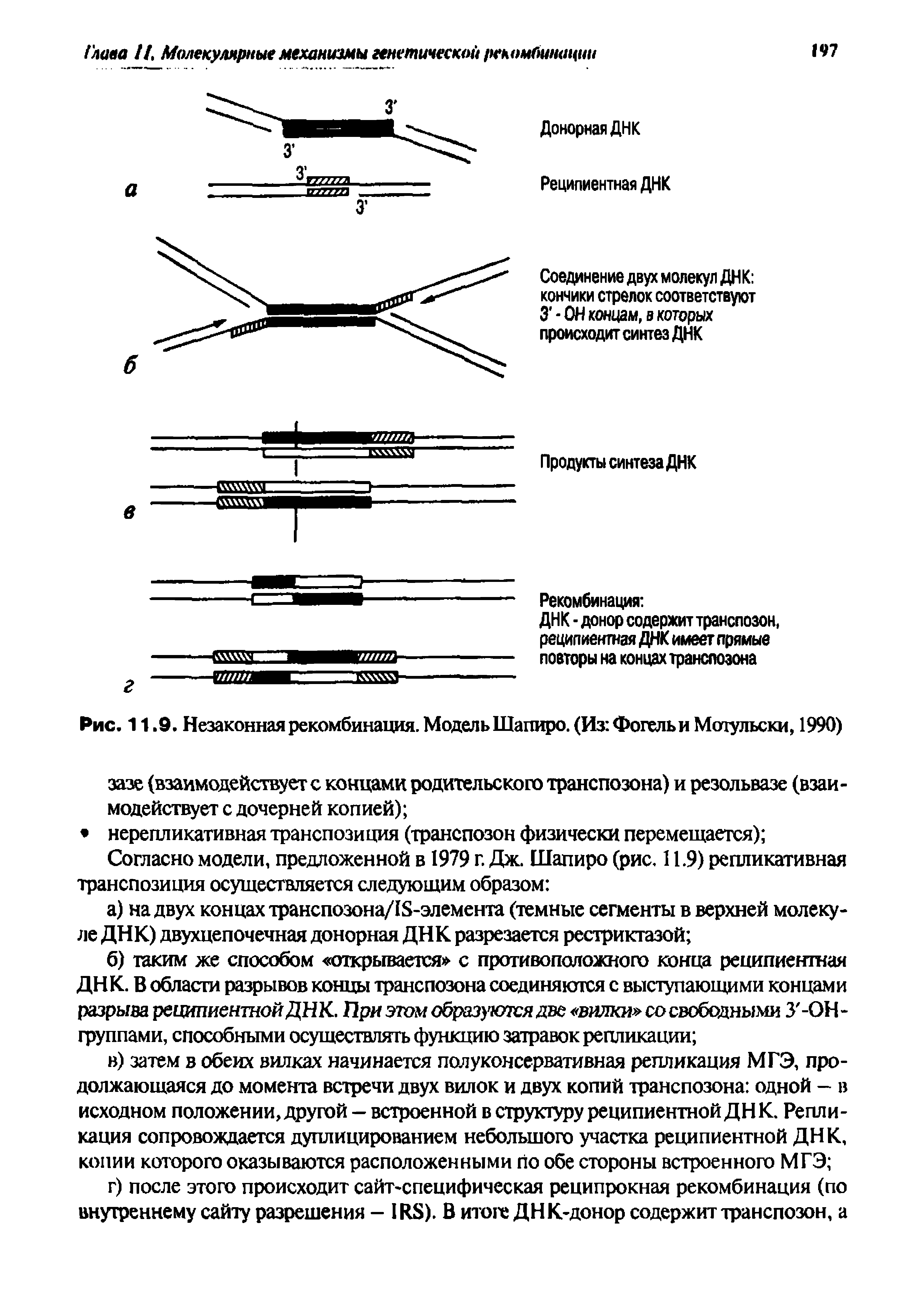 Рис. 11.9. Незаконная рекомбинация. Модель Шапиро. (Из Фогель и Мотульски, 1990)...