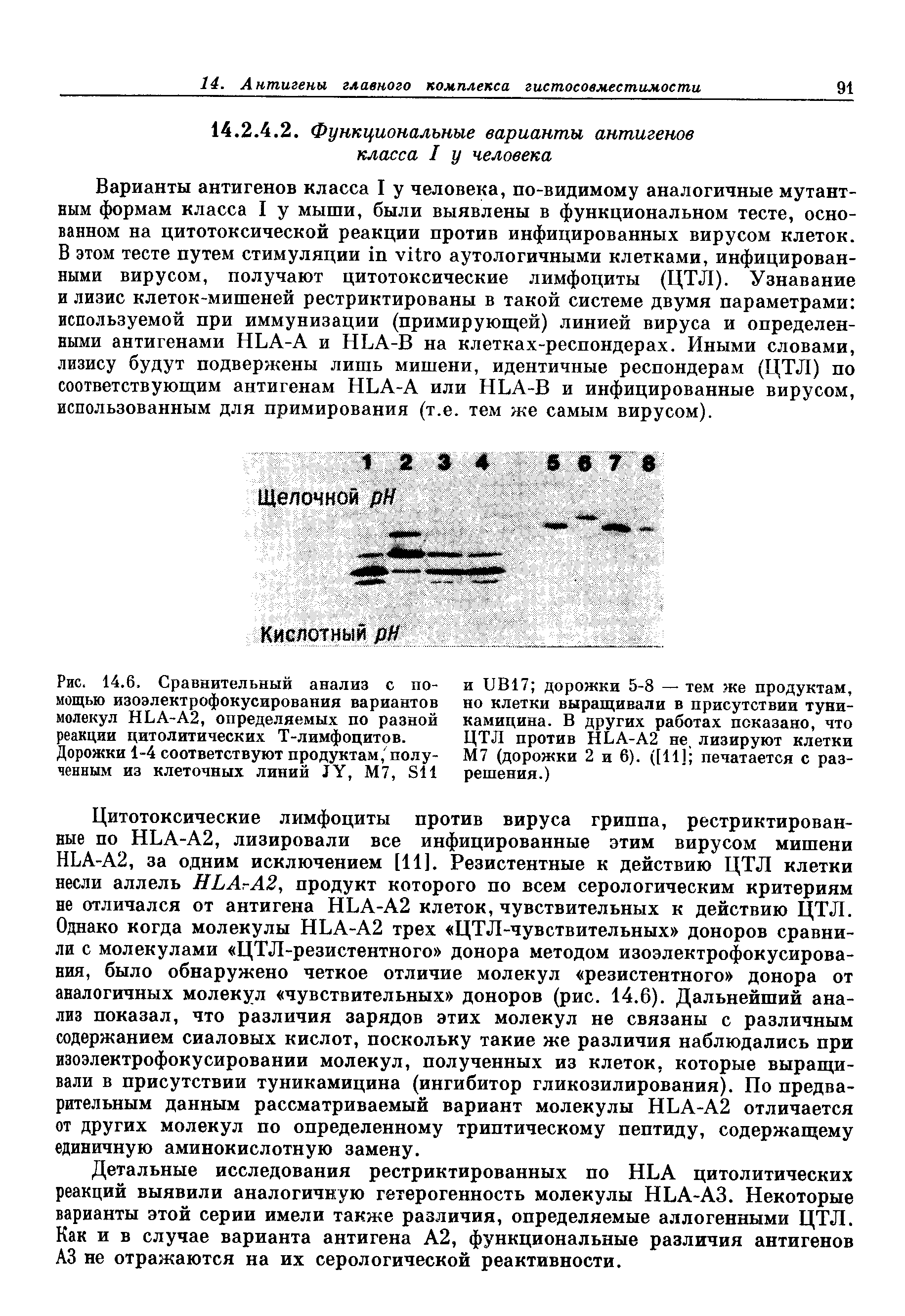 Рис. 14.6. Сравнительный анализ с помощью изоэлектрофокусирования вариантов молекул HLA-A2, определяемых по разной реакции цитолитических Т-лимфоцитов.