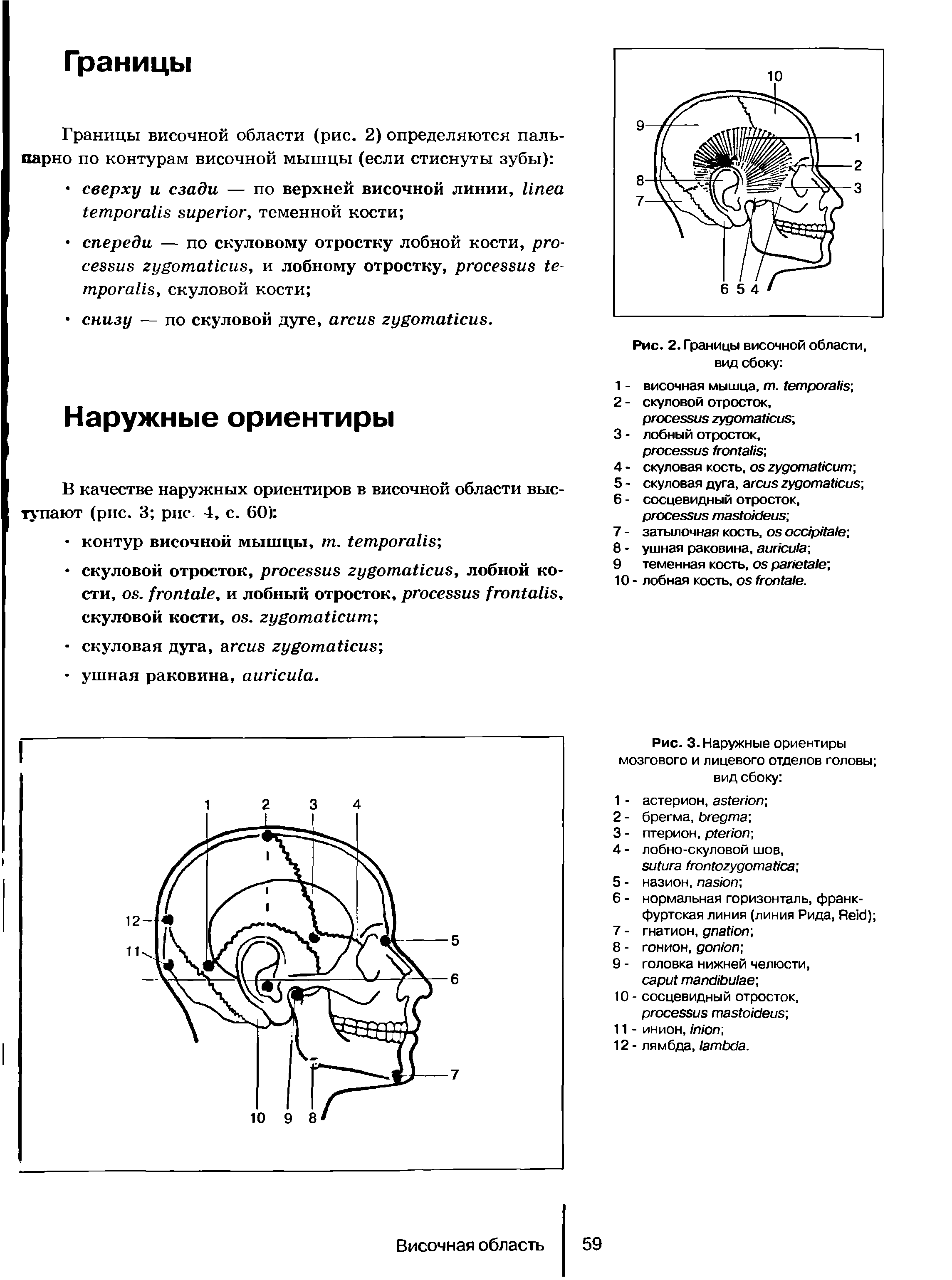 Рис. 3. Наружные ориентиры мозгового и лицевого отделов головы вид сбоку ...