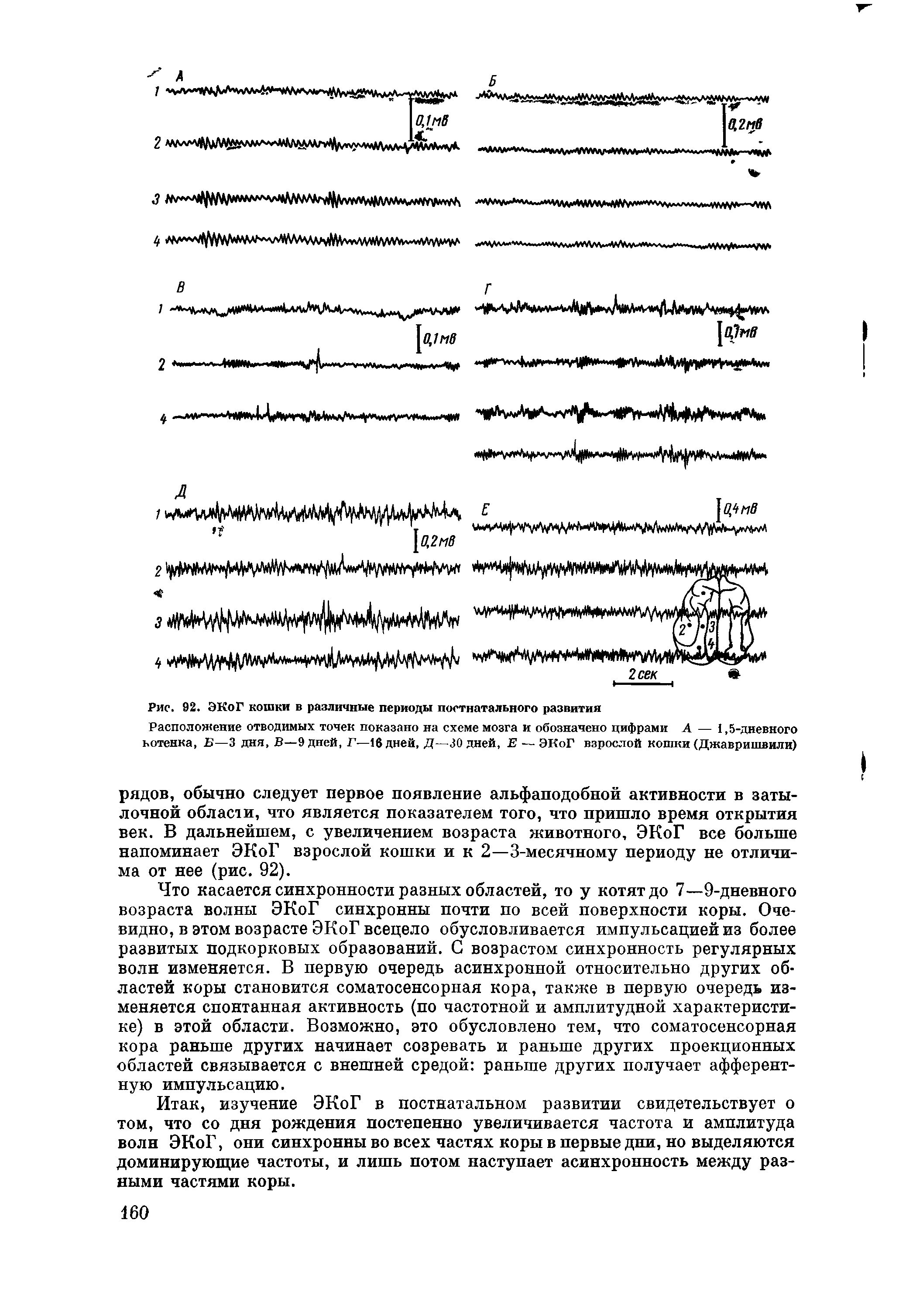 Рис. 92. ЭКоГ кошки в различные периоды постнатального развития...