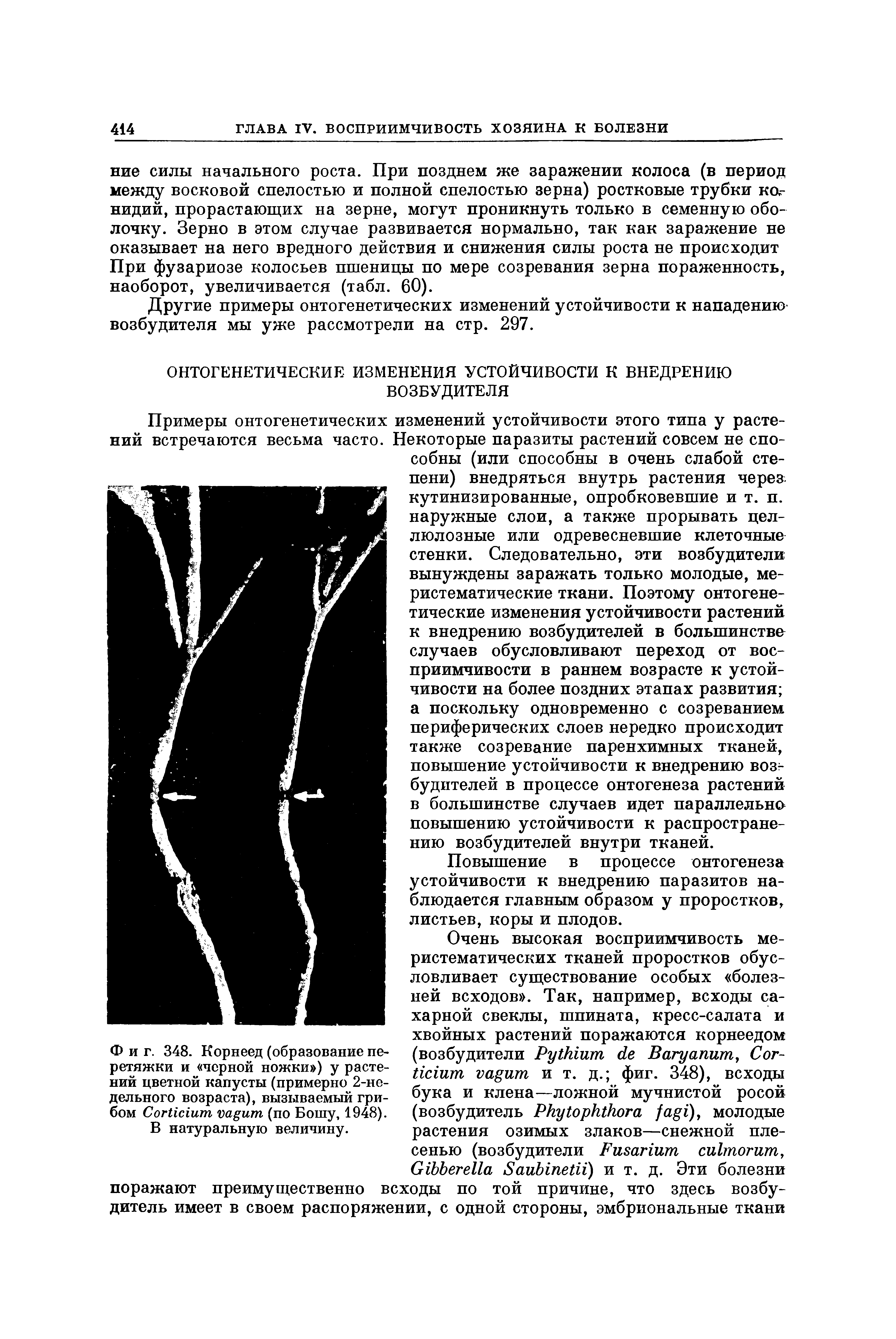Фиг. 348. Корнеед (образование перетяжки и черной ножки ) у растений цветной капусты (примерно 2-недельного возраста), вызываемый грибом СогИсшт усццит (по Бошу, 1948).