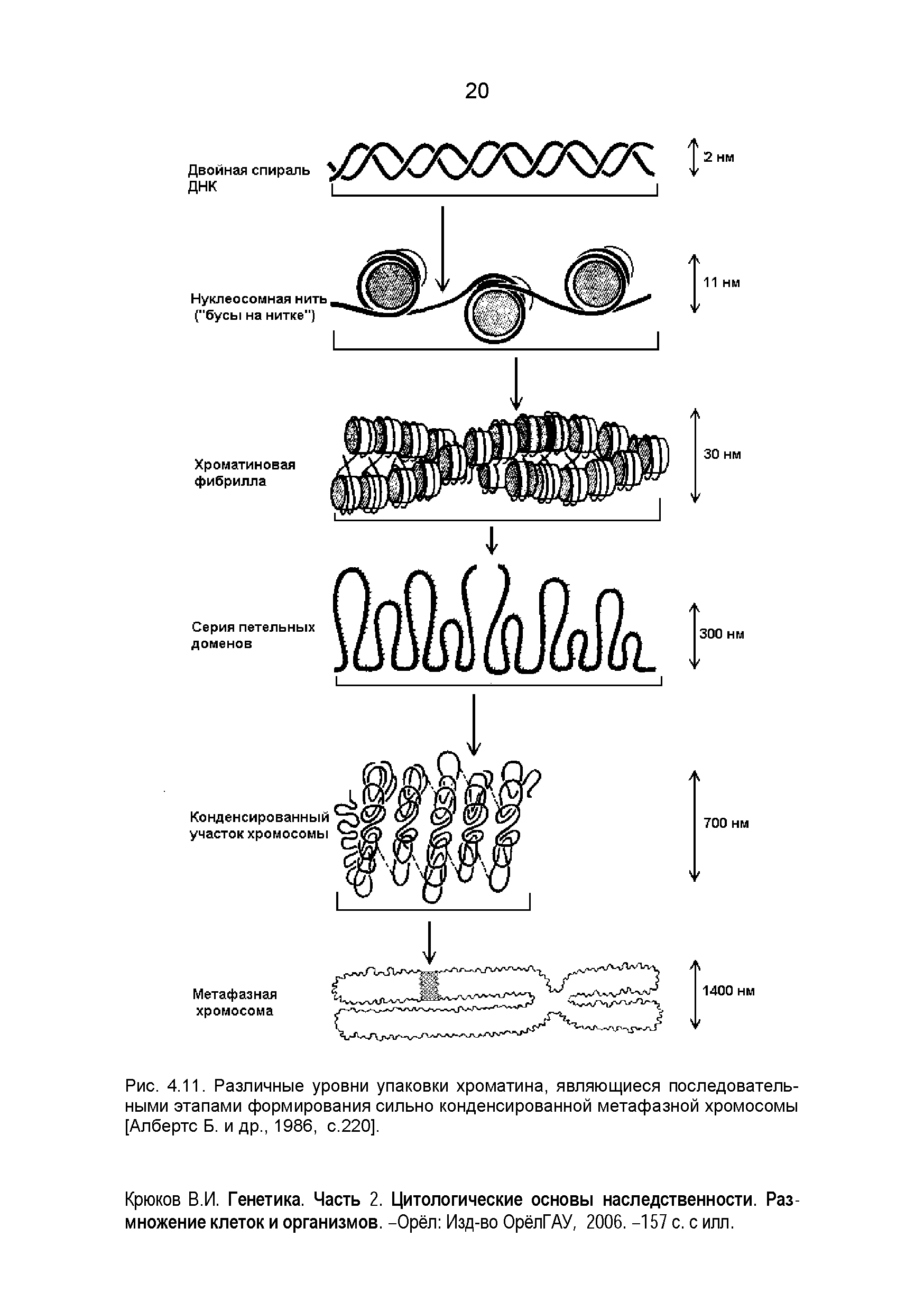 Рис. 4.11. Различные уровни упаковки хроматина, являющиеся последовательными этапами формирования сильно конденсированной метафазной хромосомы [Албертс Б. и др., 1986, с.220].
