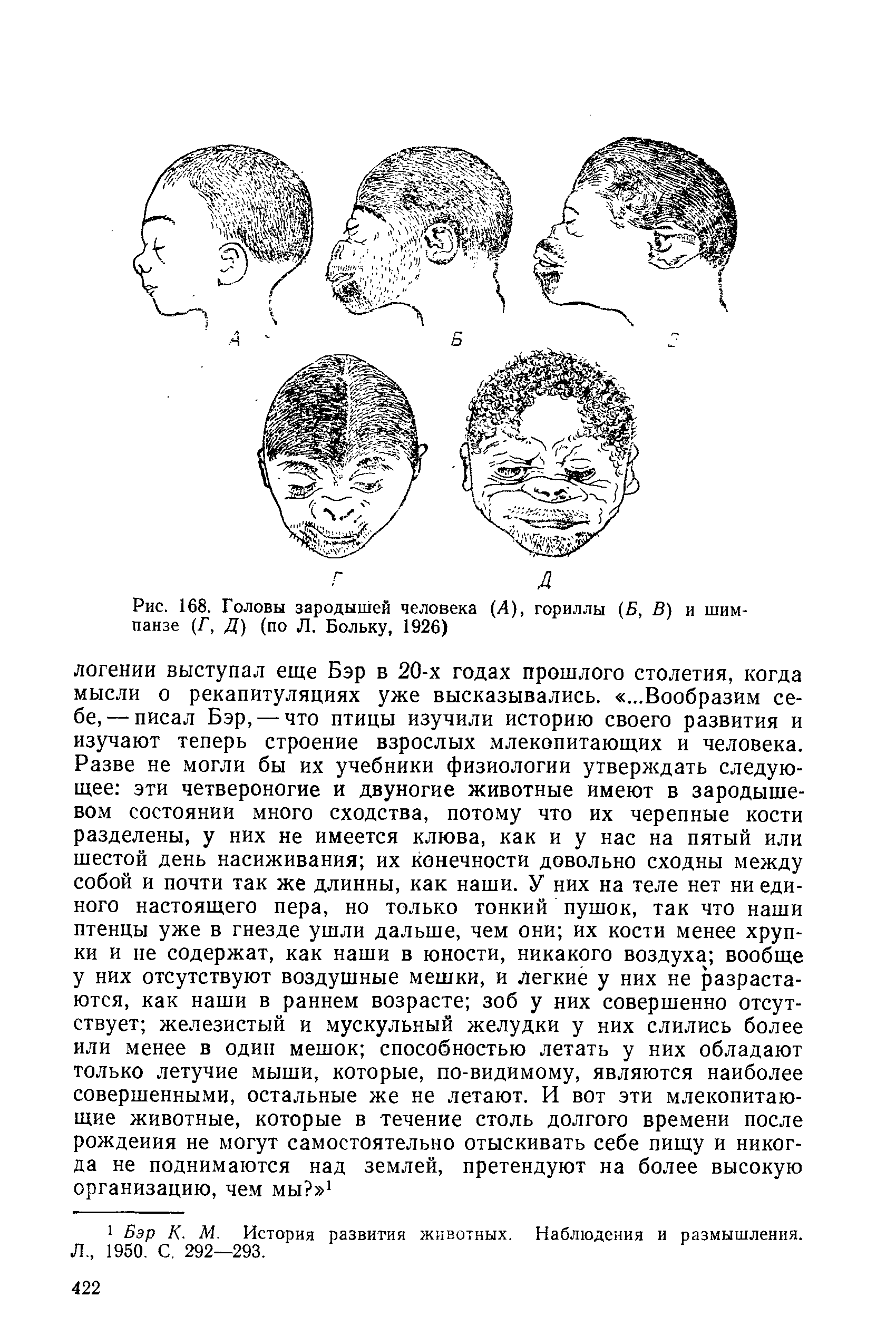 Рис. 168. Головы зародышей человека (Д), гориллы (5, В) и шимпанзе (Г, Д) (по Л. Больку, 1926)...