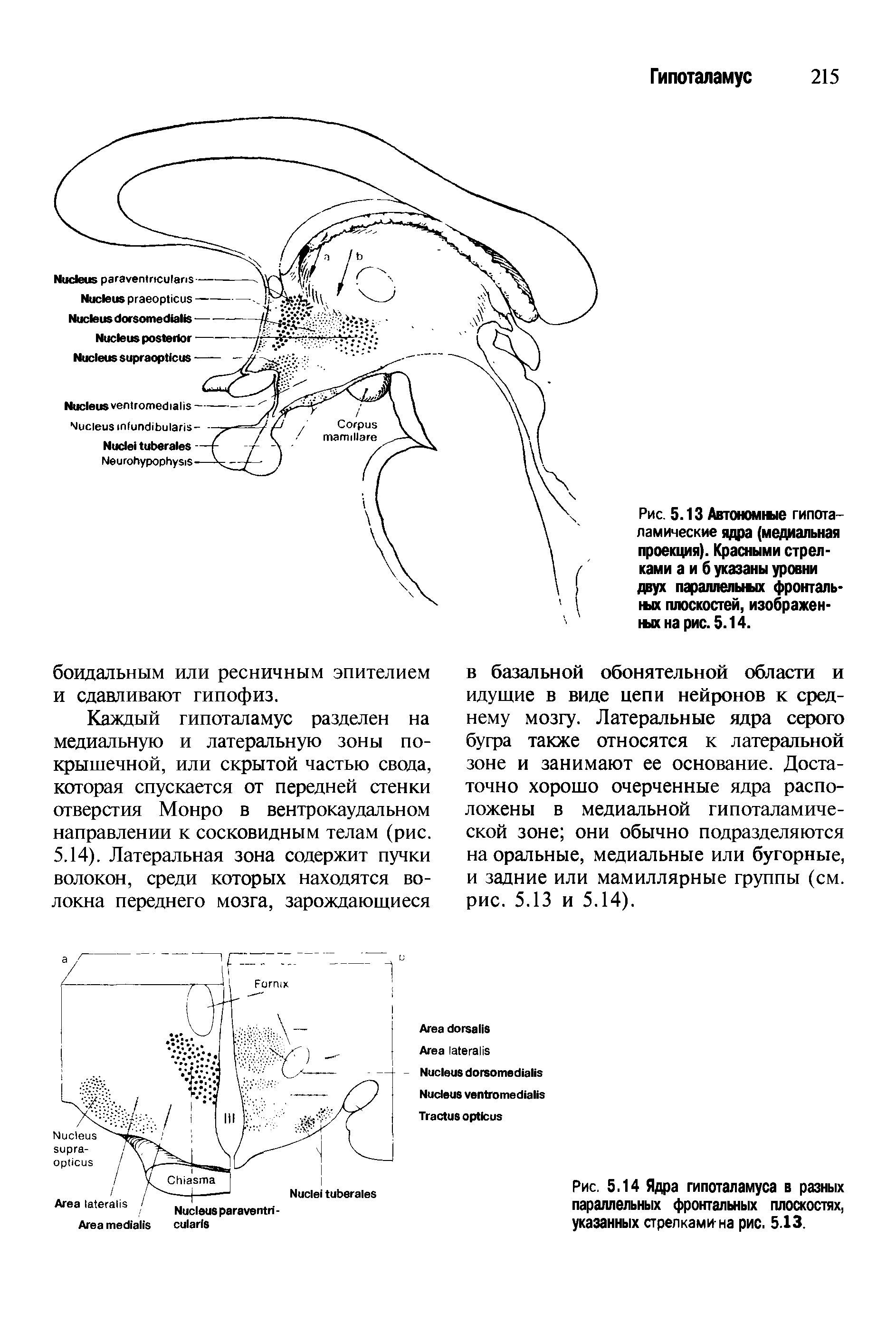 Рис. 5.13 Автономию гипоталамические ядра (медиальная проекция). Красными стрелками а и б указаны уровни двух параллельшх фронтальных плоскостей, изображенных на рис. 5.14.