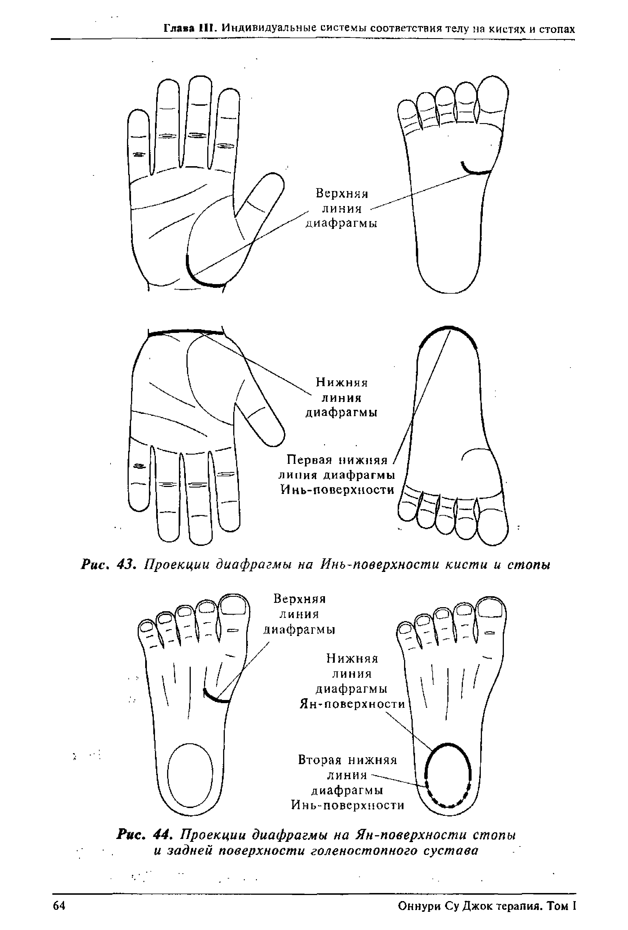 Рис. 44. Проекции диафрагмы на Ян-поверхности стопы и задней поверхности голеностопного сустава...