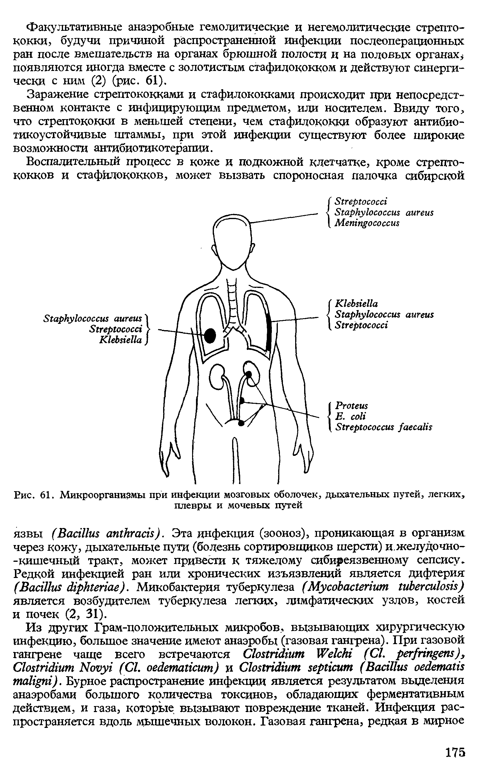 Рис. 61. Микроорганизмы при инфекции мозговых оболочек, дыхательных путей, легких, плевры и мочевых путей...