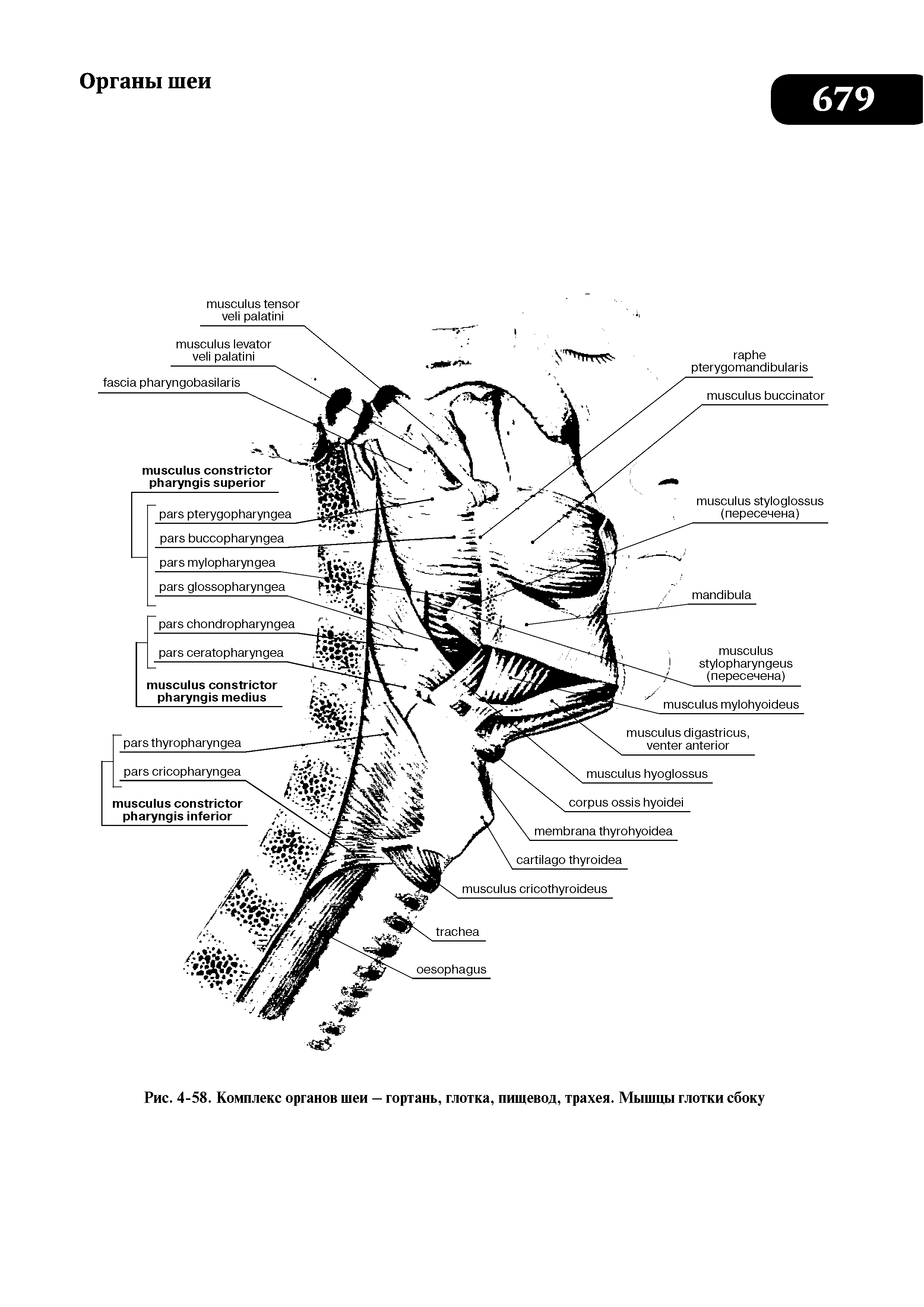 Рис. 4-58. Комплекс органов шеи — гортань, глотка, пищевод, трахея. Мышцы глотки сбоку...