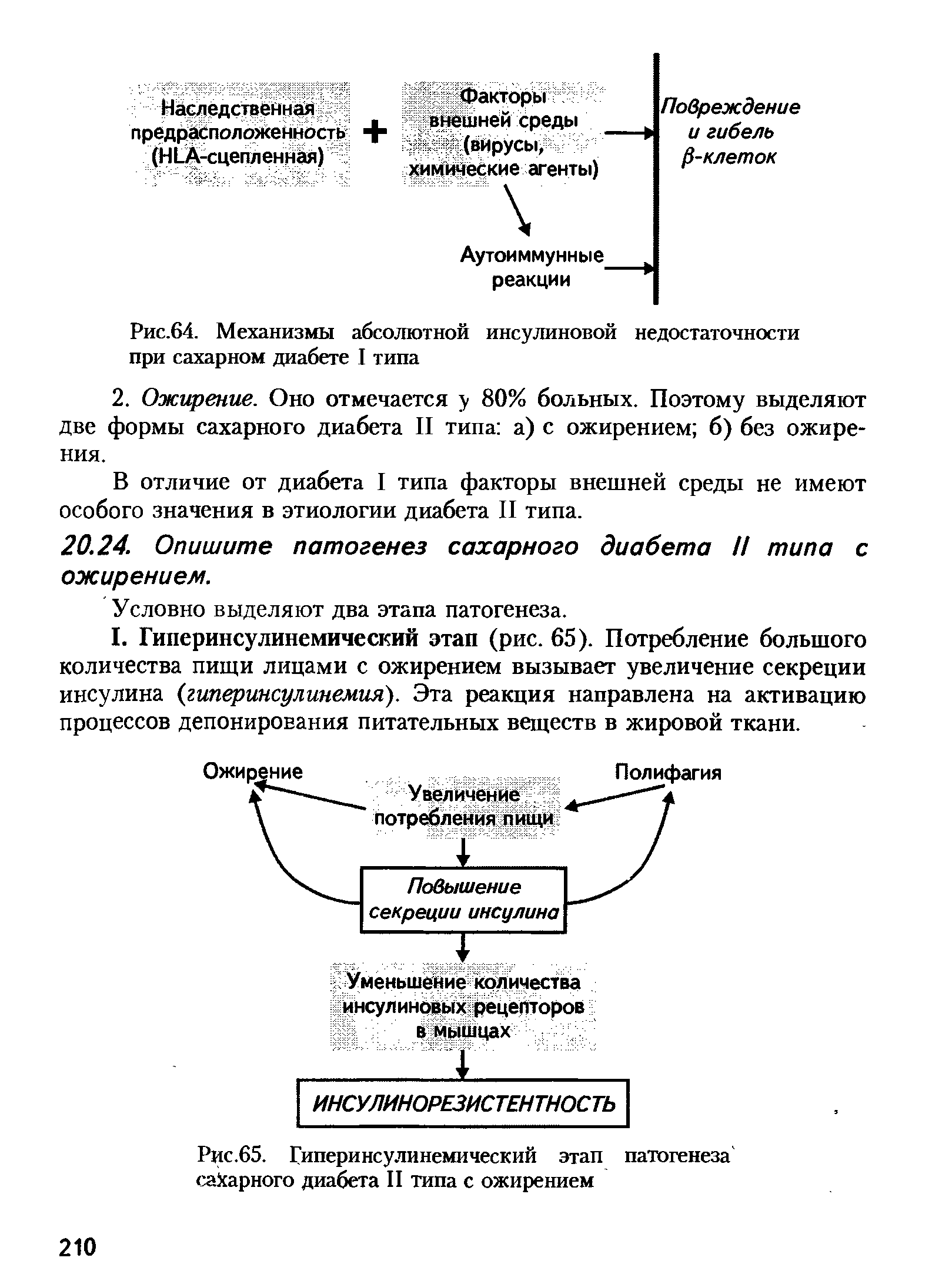 Рис.65. Гиперинсулинемический этап патогенеза сахарного диабета II типа с ожирением...