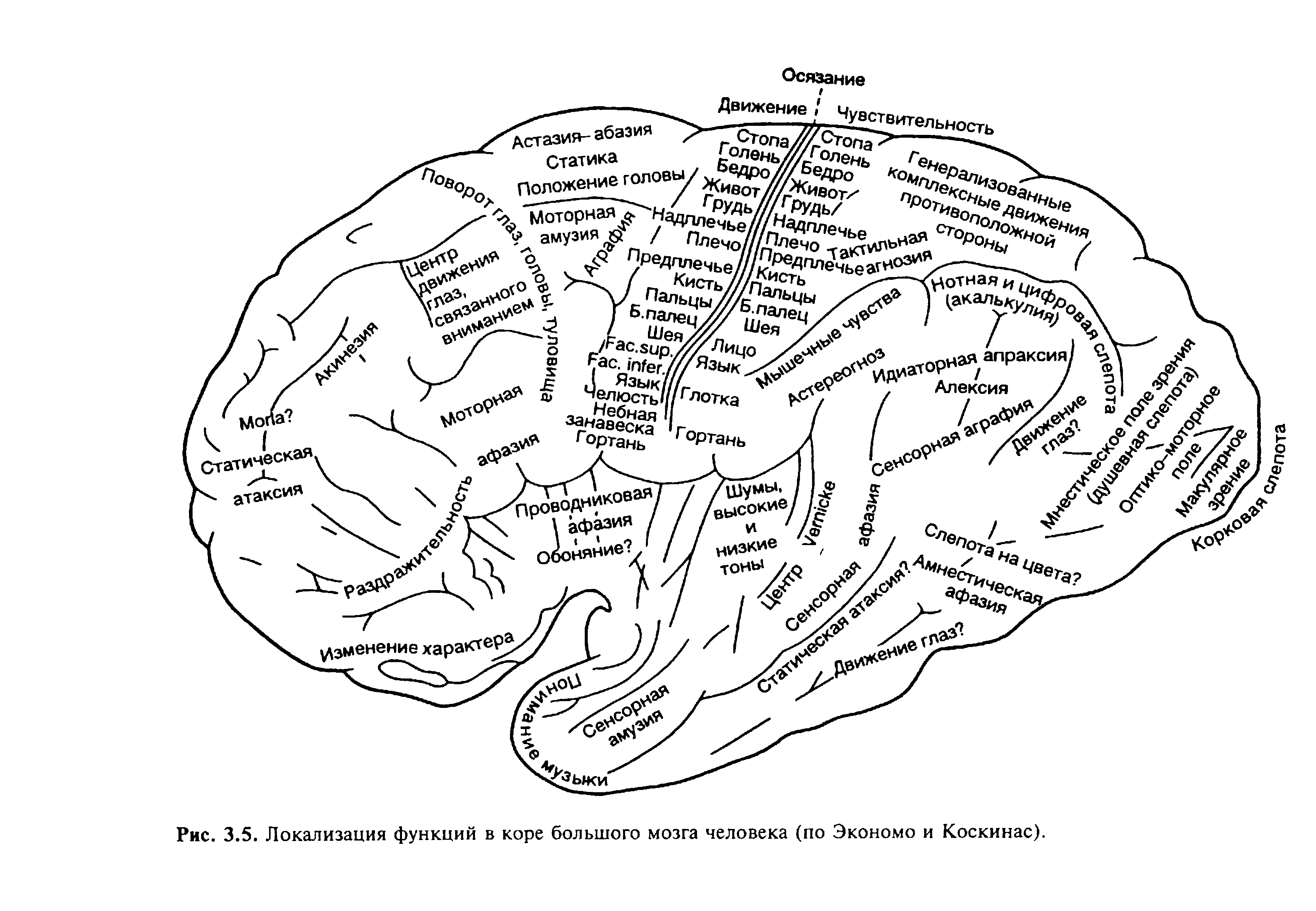 Рис. 3.5. Локализация функций в коре большого мозга человека (по Экономо и Коскинас).
