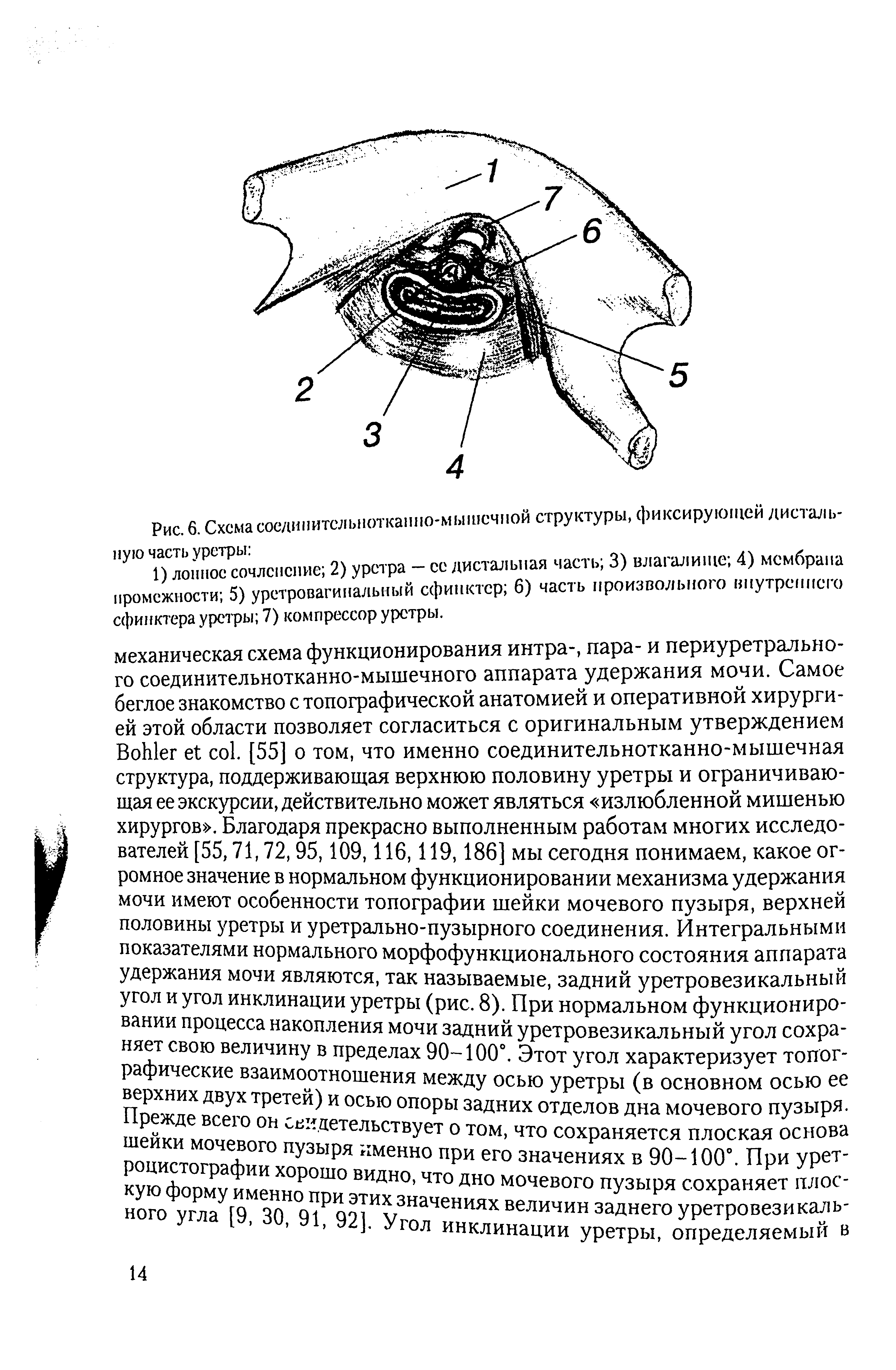 Рис. 6. Схема соедииитсльноткашю-мьнисчпой структуры, фиксирующем дисталь-"У ° лонЕочлсиоше 2) уретра - се дистальная часть 3) влагалище 4) мембрана промежности 5) уретровагинальный сфинктер 6) часть произвольного внутреннего сфинктера уретры 7) компрессор уретры.