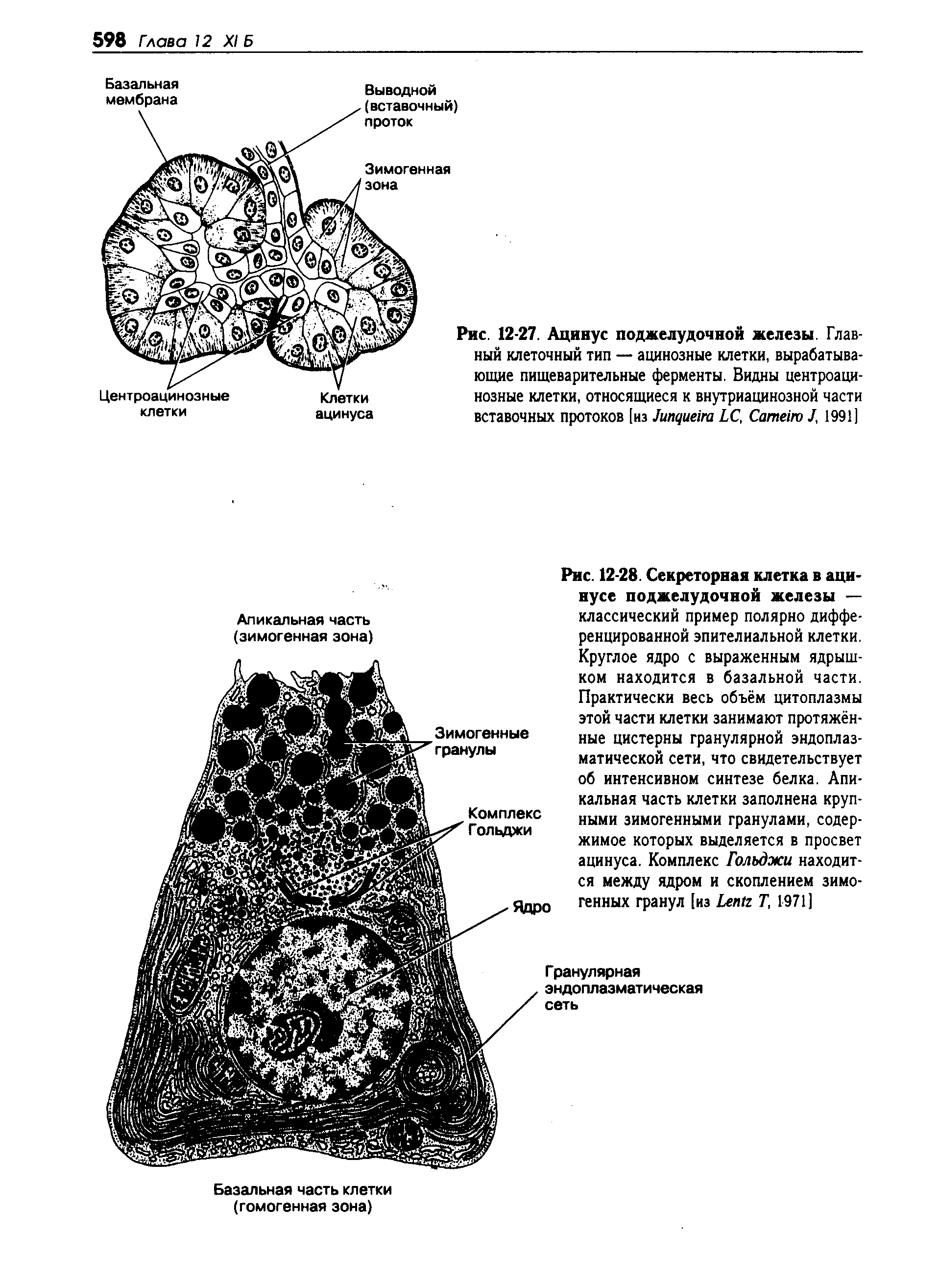 Рис. 12-27. Ацинус поджелудочной железы. Главный клеточный тип — ацинозные клетки, вырабатывающие пищеварительные ферменты. Видны центроацинозные клетки, относящиеся к внутриацинозной части вставочных протоков [из Лпдиет ЬС, Сатеио 1, 1991]...