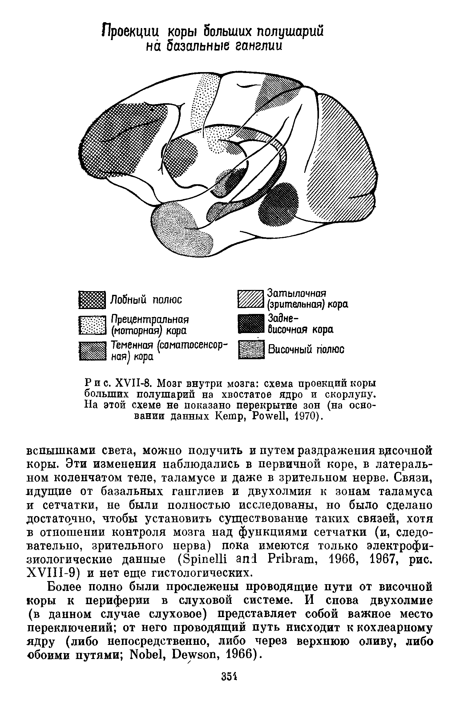 Рис. XVII-8. Мозг внутри мозга схема проекций коры больших полушарий на хвостатое ядро и скорлупу. На этой схеме не показано перекрытие зон (на основании данных K , P , 1970).