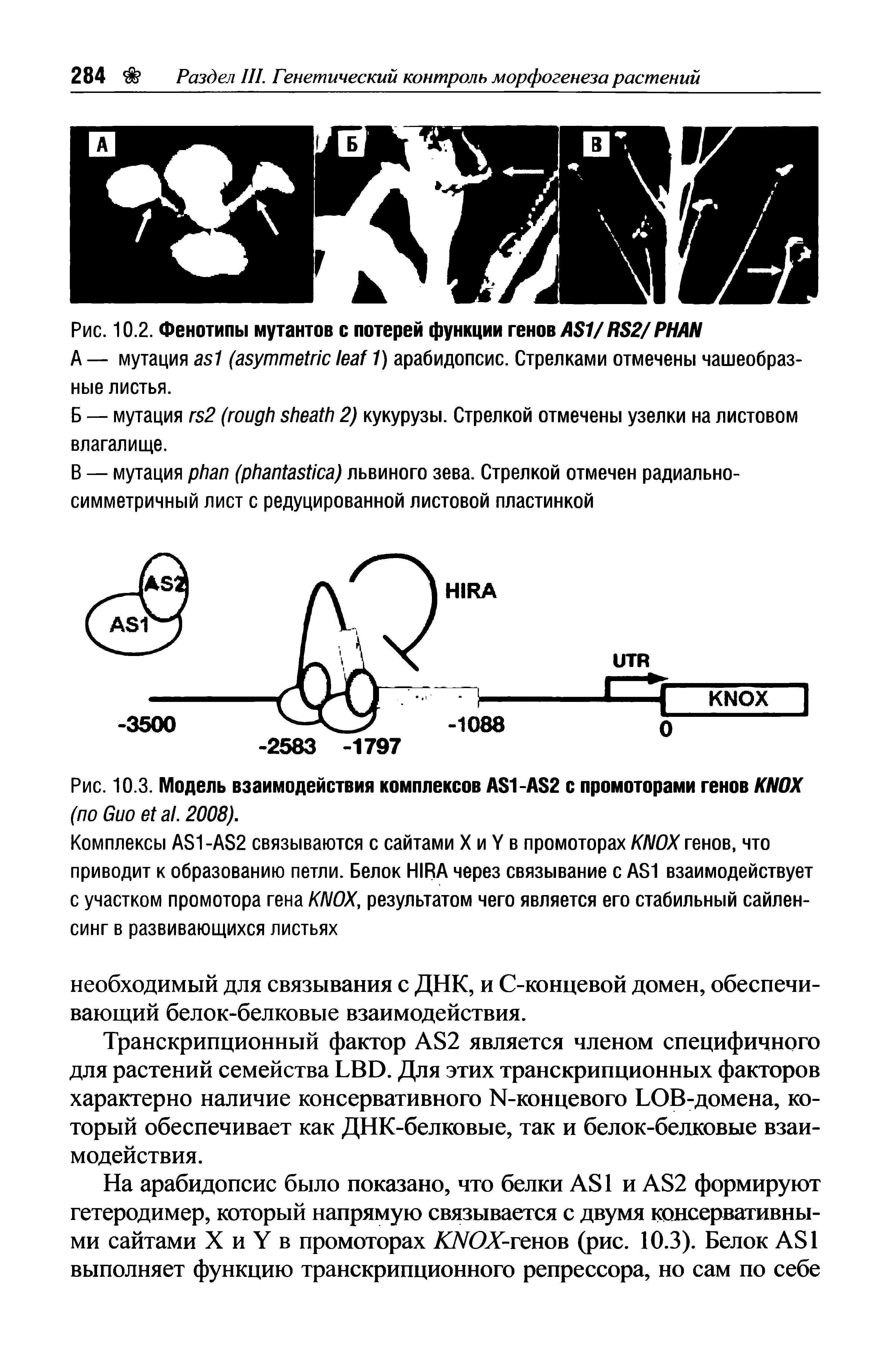 Рис. 10.2. Фенотипы мутантов с потерей функции генов AS1/ RS2/ PHAN...