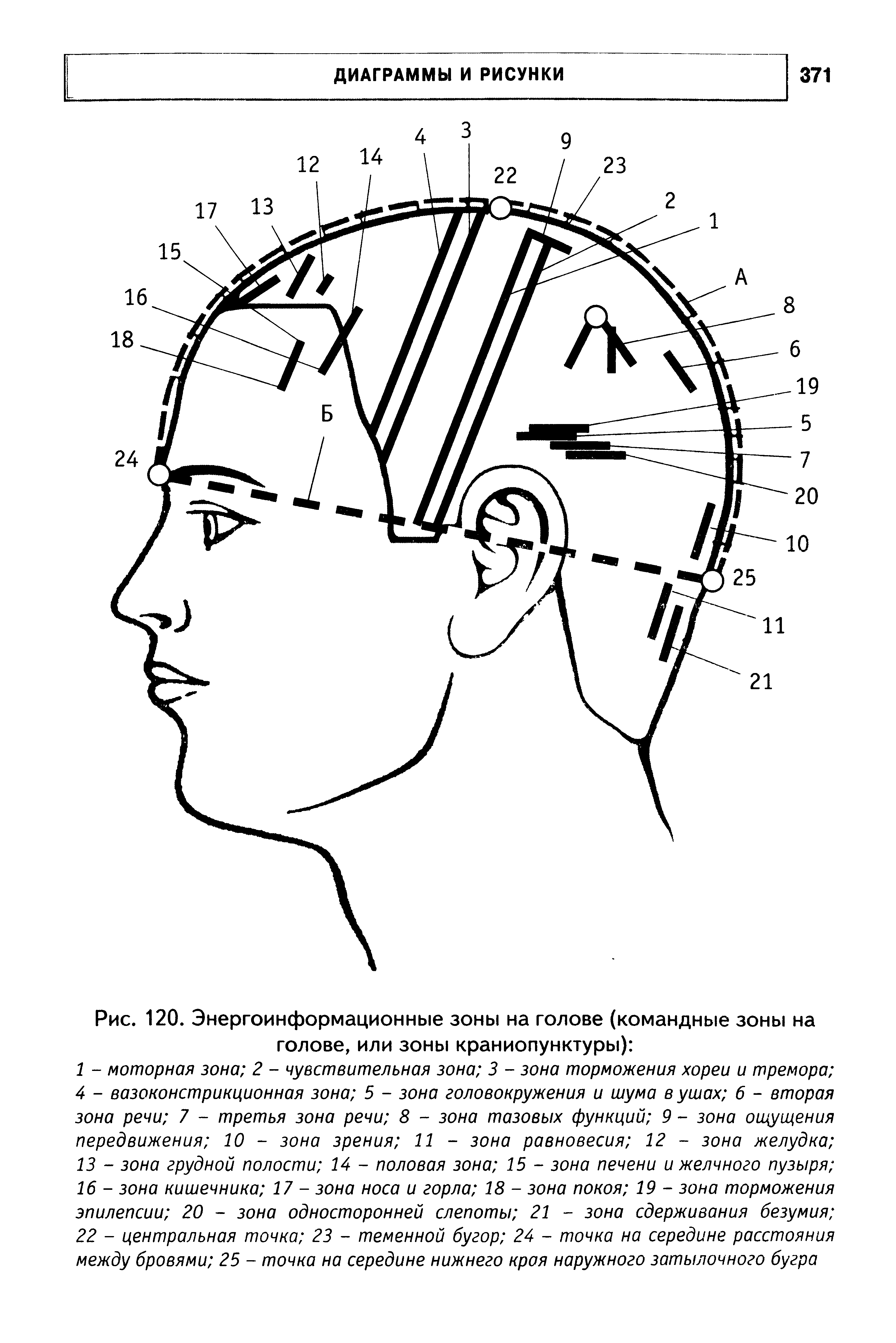 Рис. 120. Энергоинформационные зоны на голове (командные зоны на голове, или зоны краниопунктуры) ...