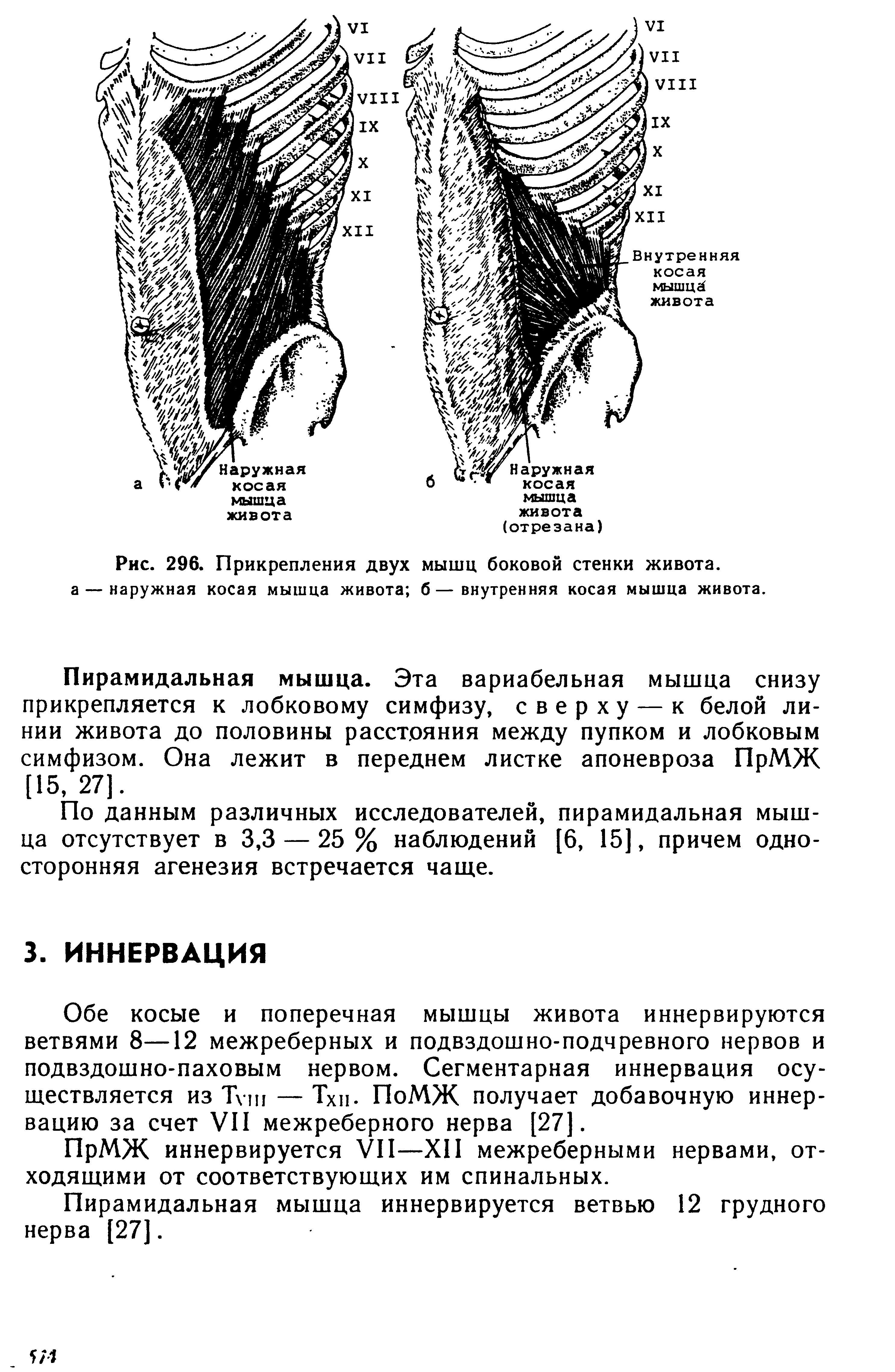 Рис. 296. Прикрепления двух мышц боковой стенки живота, а — наружная косая мышца живота б—внутренняя косая мышца живота.