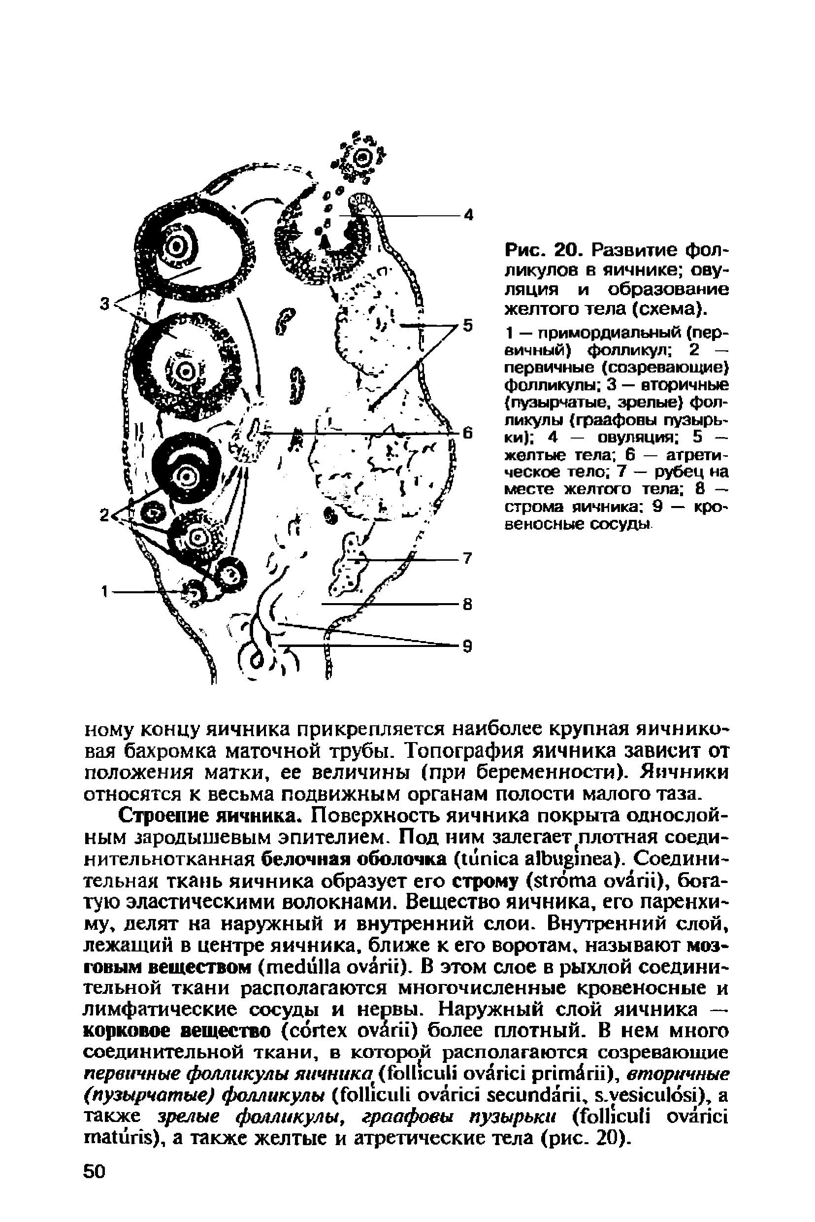 Рис. 20. Развитие фолликулов в яичнике овуляция и образование желтого тела (схема).