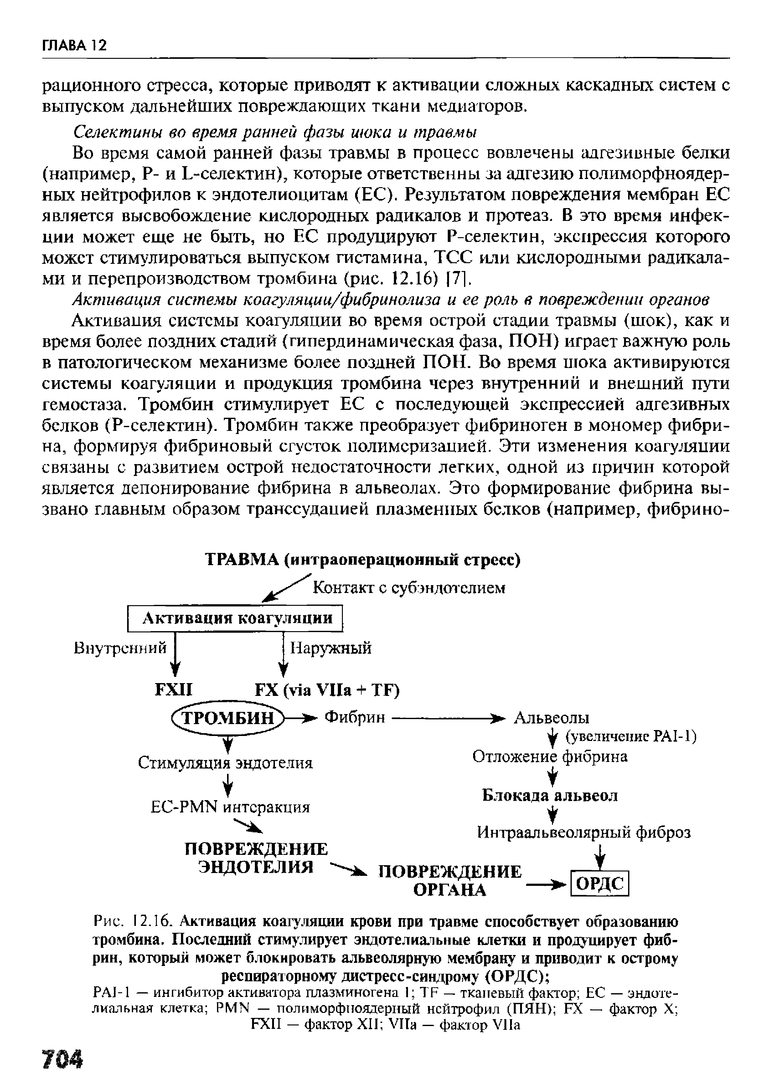 Рис. 12.16. Активация коагуляции крови при травме способствует образованию тромбина. Последний стимулирует эндотелиальные клетки и продуцирует фибрин, который может блокировать альвеолярную мембрану и приводит к острому респираторному дистресс-синдрому (ОРДС) ...