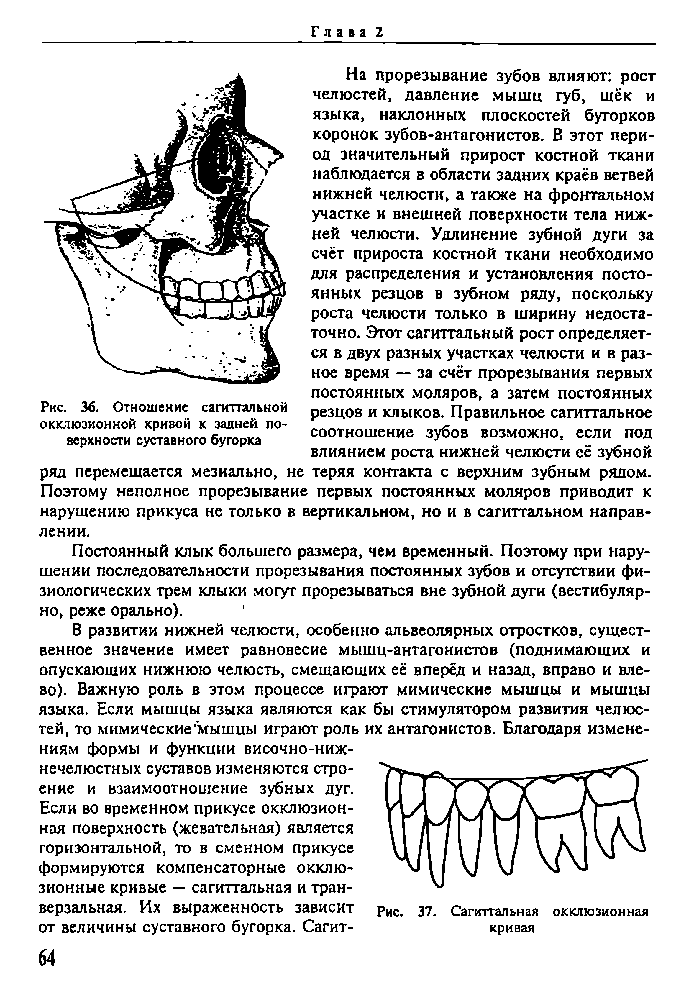 Рис. 36. Отношение сагиттальной окклюзионной кривой к задней поверхности суставного бугорка...