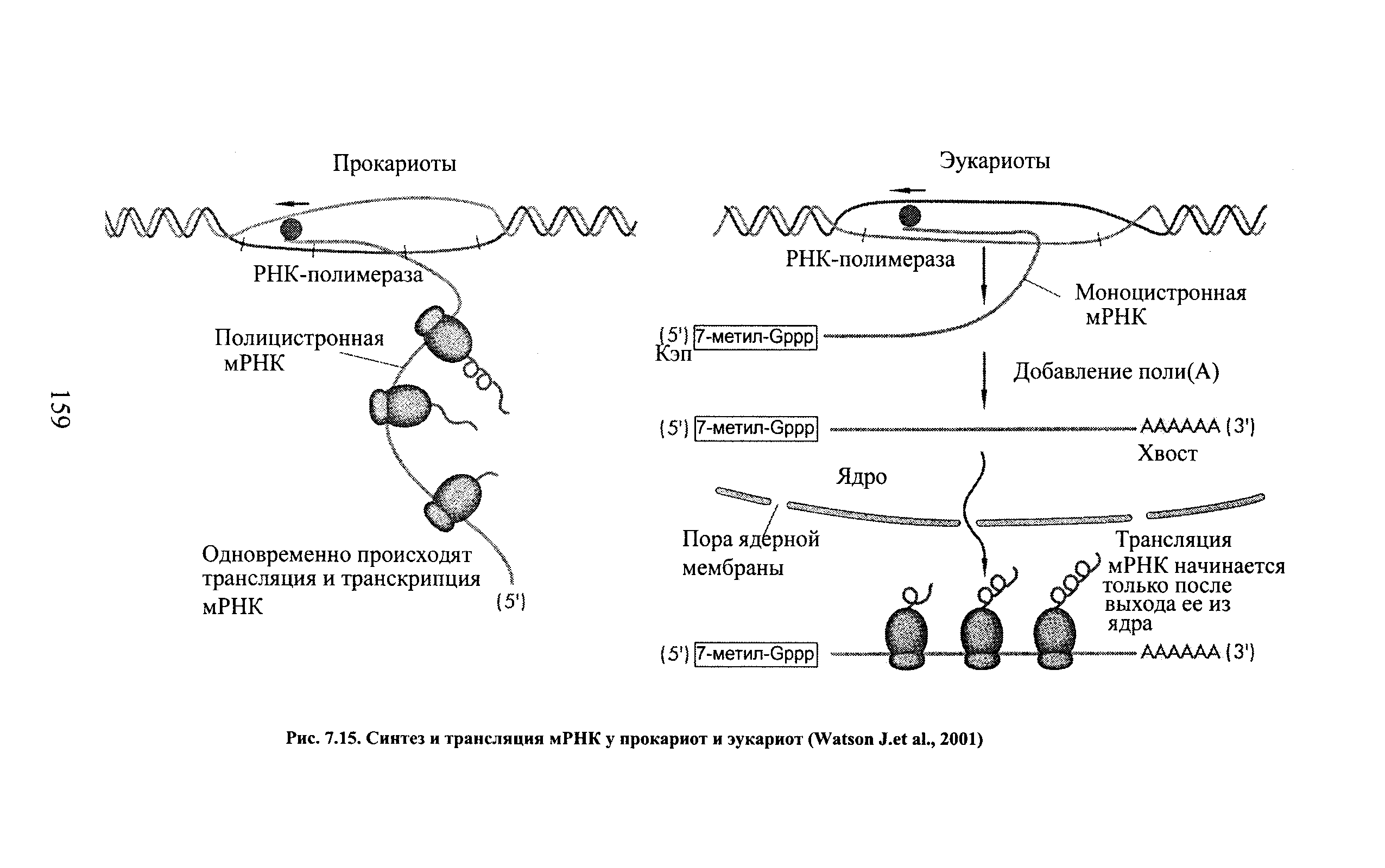 Рис. 7.15. Синтез и трансляция мРНК у прокариот и эукариот (W J. ., 2001)...