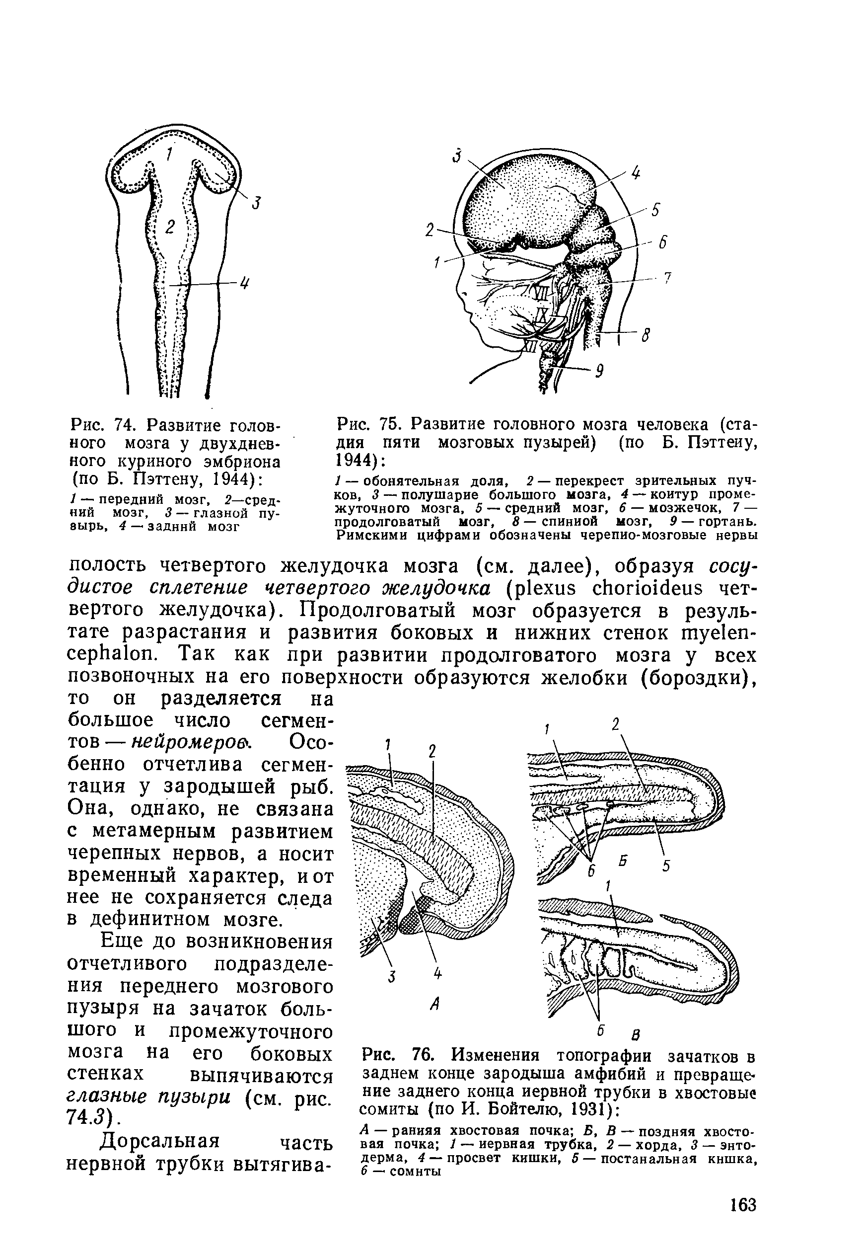 Рис. 74. Развитие головного мозга у двухдневного куриного эмбриона (по Б. Пэттену, 1944) 1 — передний мозг, 2—сред-ний мозг, 3— глазной пузырь, 4—-задний мозг...