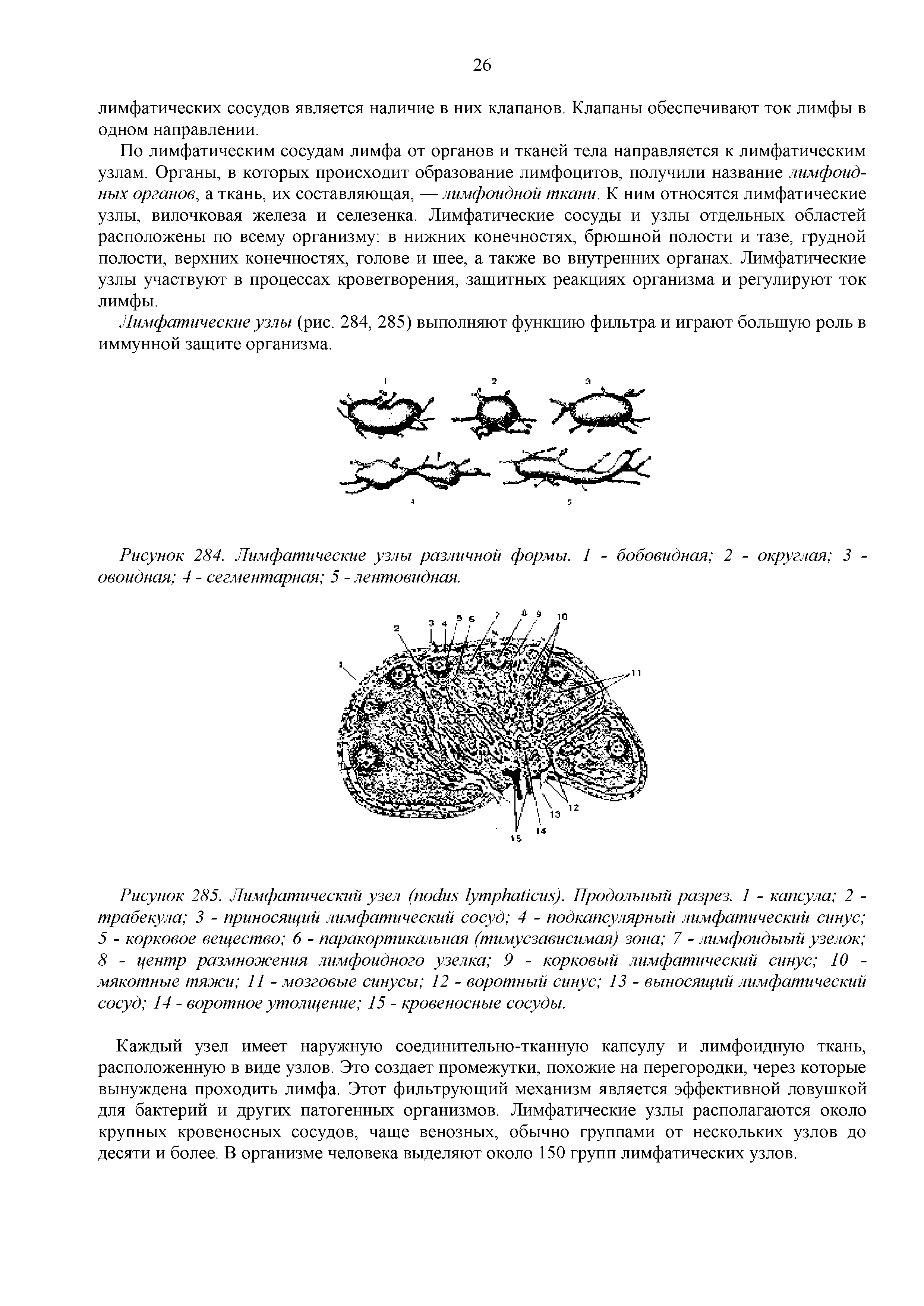 Рисунок 285. Лимфатический узел ( ). Провальный разрез. 1 - капсула 2 -трабекула 3 - приносящий лимфатический сосуд 4 - подкапсулярный лимфатический синус 5 - корковое вещество 6 - паракортикалъная (тимусзависимая) зона 7 - лимфоидыый узелок 8 - центр размножения лимфоидного узелка 9 - корковый лимфатический синус 10 -мякотные тяжи 11 - мозговые синусы 12 - воротный синус 13 - выносящий лимфатический сосуд 14 - воротное утолщение 15 - кровеносные сосуды.