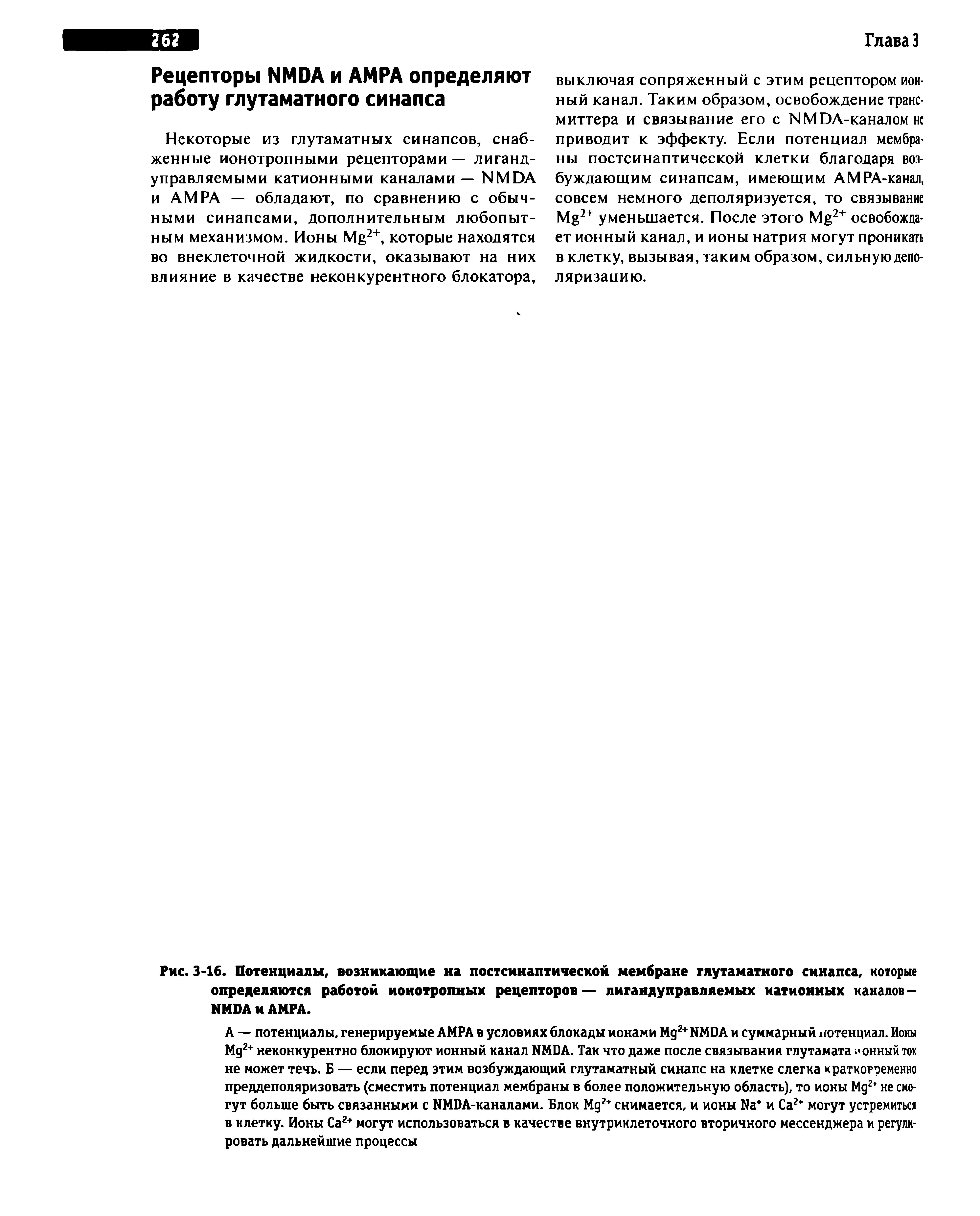 Рис. 3-16. Потенциалы, возникающие на постсинаптической мембране глутаматного синапса, которые определяются работой ионотропных рецепторов— лигандуправляемых катионных каналов -NMDA и АМРА.