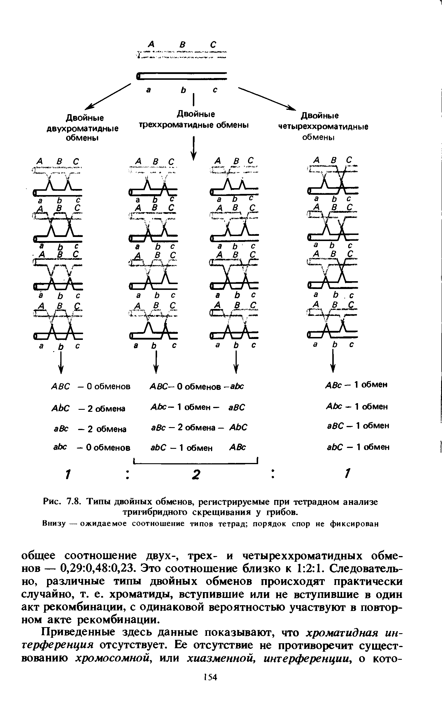 Рис. 7.8. Типы двойных обменов, регистрируемые при тетрадном анализе тригибридного скрещивания у грибов.