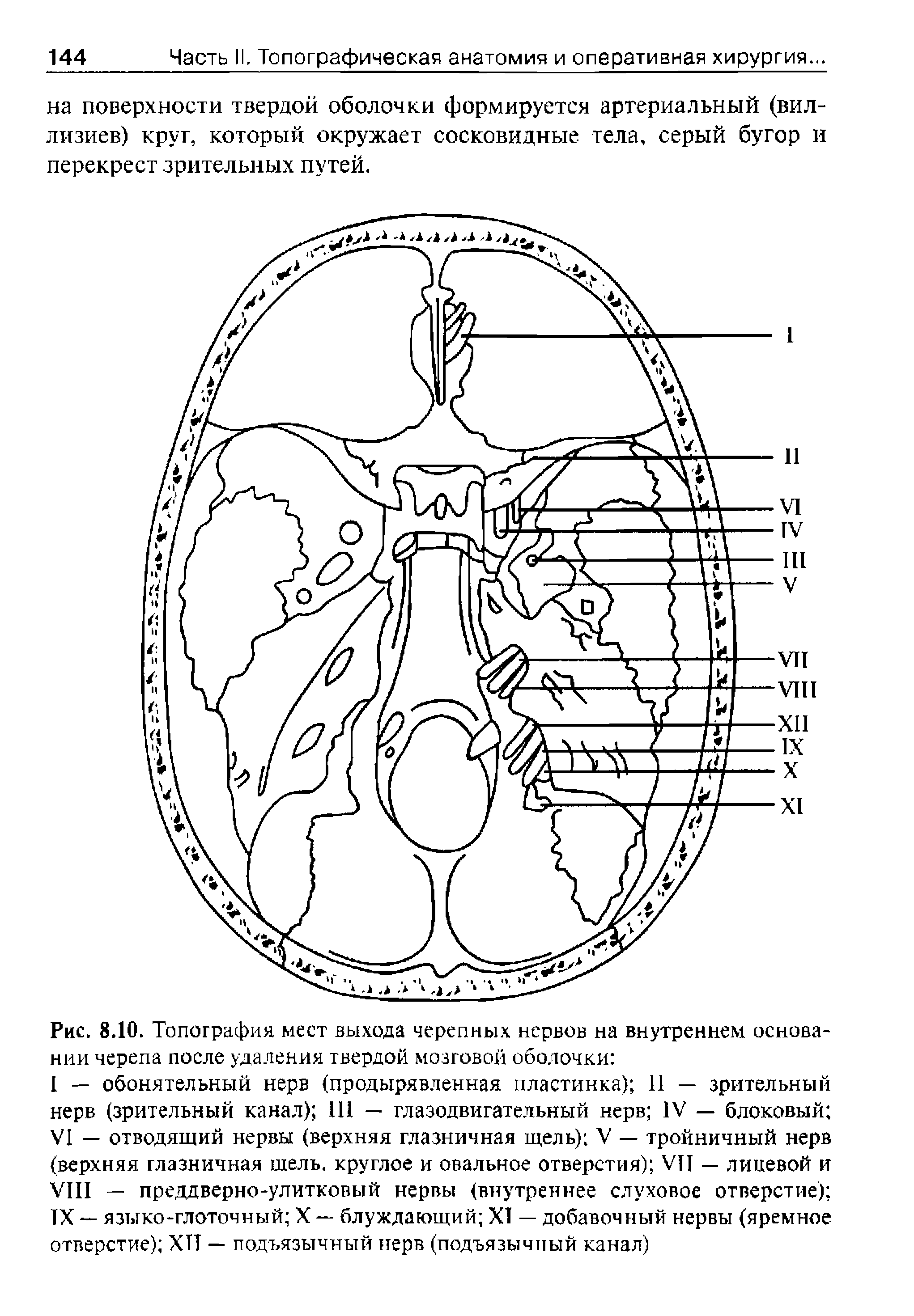 Рис. 8.10. Топография мест выхода черепных нервов на внутреннем основании черепа после удаления твердой мозговой оболочки ...