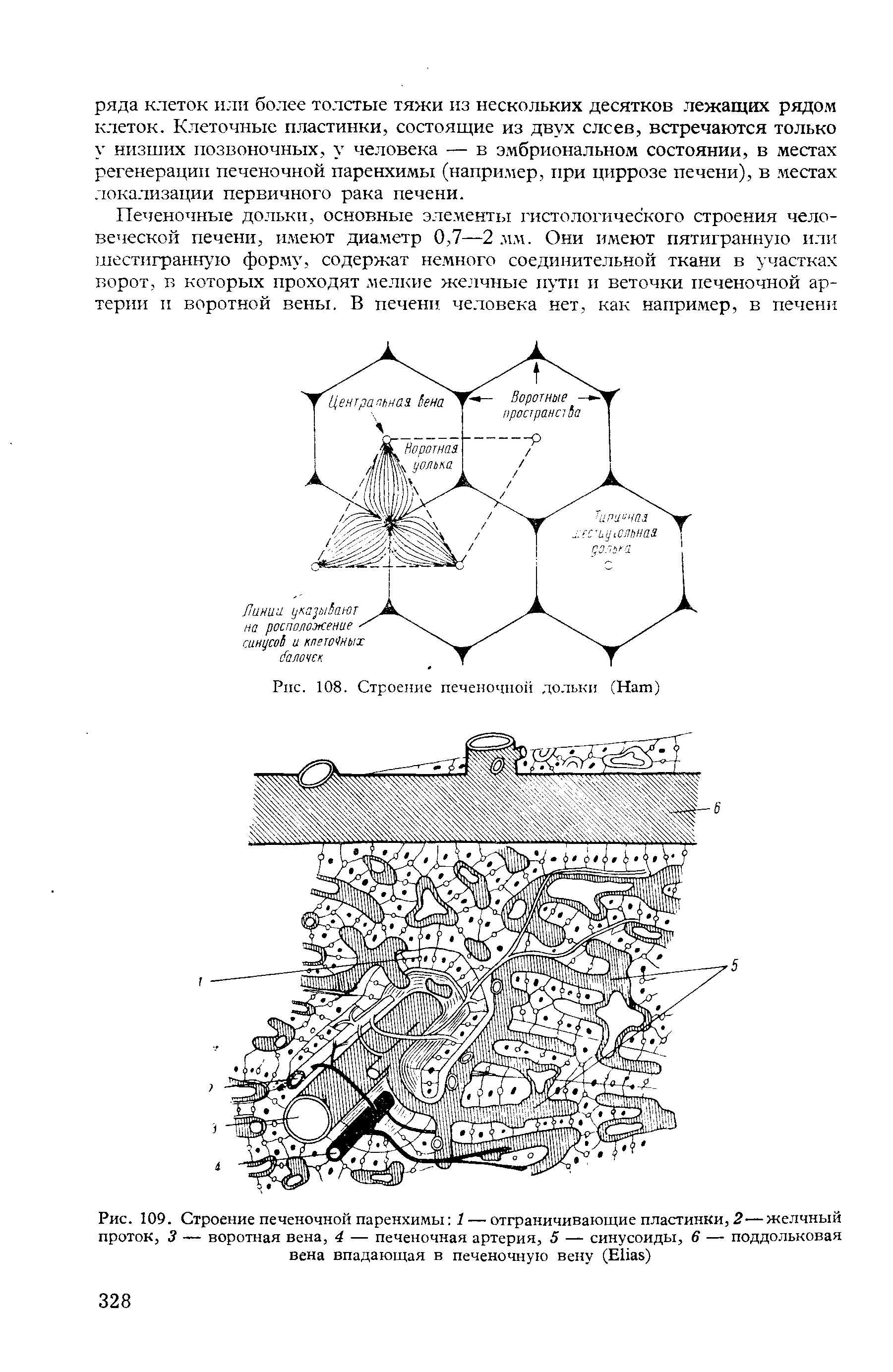 Рис. 109. Строение печеночной паренхимы 1 — отграничивающие пластинки, 2—желчный проток, 3 — воротная вена, 4 — печеночная артерия, 5 — синусоиды, 6 — поддольковая вена впадающая в печеночную вену (E )...