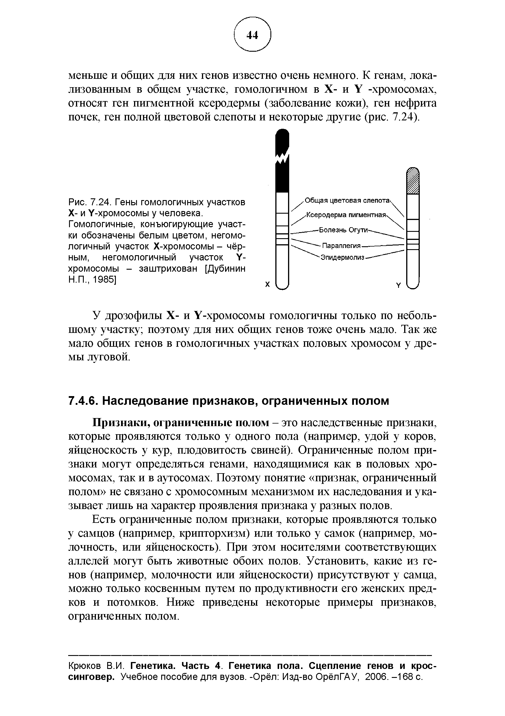 Рис. 7.24. Гены гомологичных участков X- и У-хромосомы у человека. Гомологичные, конъюгирующие участки обозначены белым цветом, негомологичный участок Х-хромосомы - чёрным, негомологичный участок У-хромосомы - заштрихован [Дубинин Н.П., 1985]...