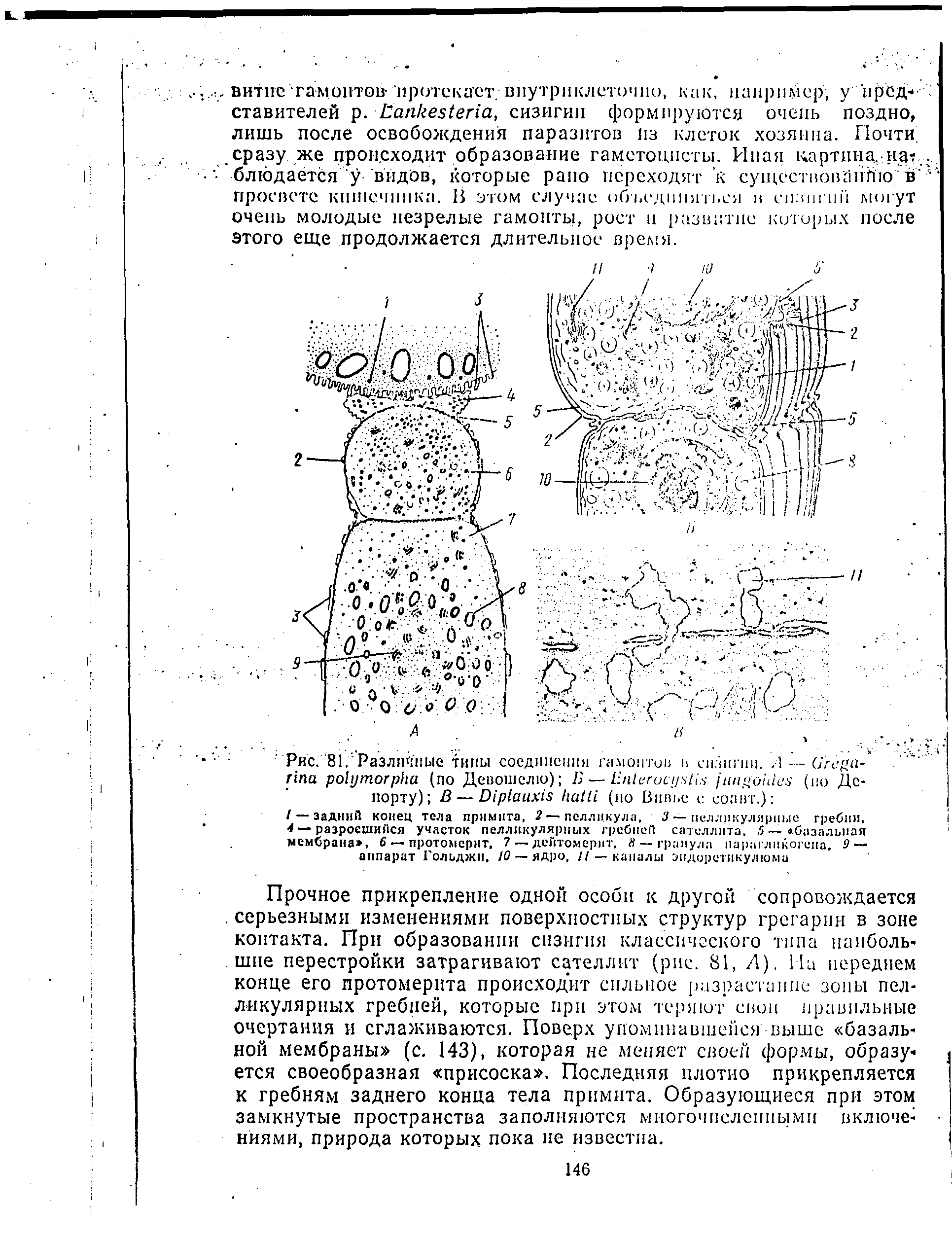 Рис. 81. Различные типы соединения гамонтов в сизигии.. 1 — вгеца-ппа ро1утогрИа (по Девошслю) Б — Е егосцьНх ин<гои1е > (ио Депорту) В— О1р1аих1 НаШ (ио Вивье с солит.) ...