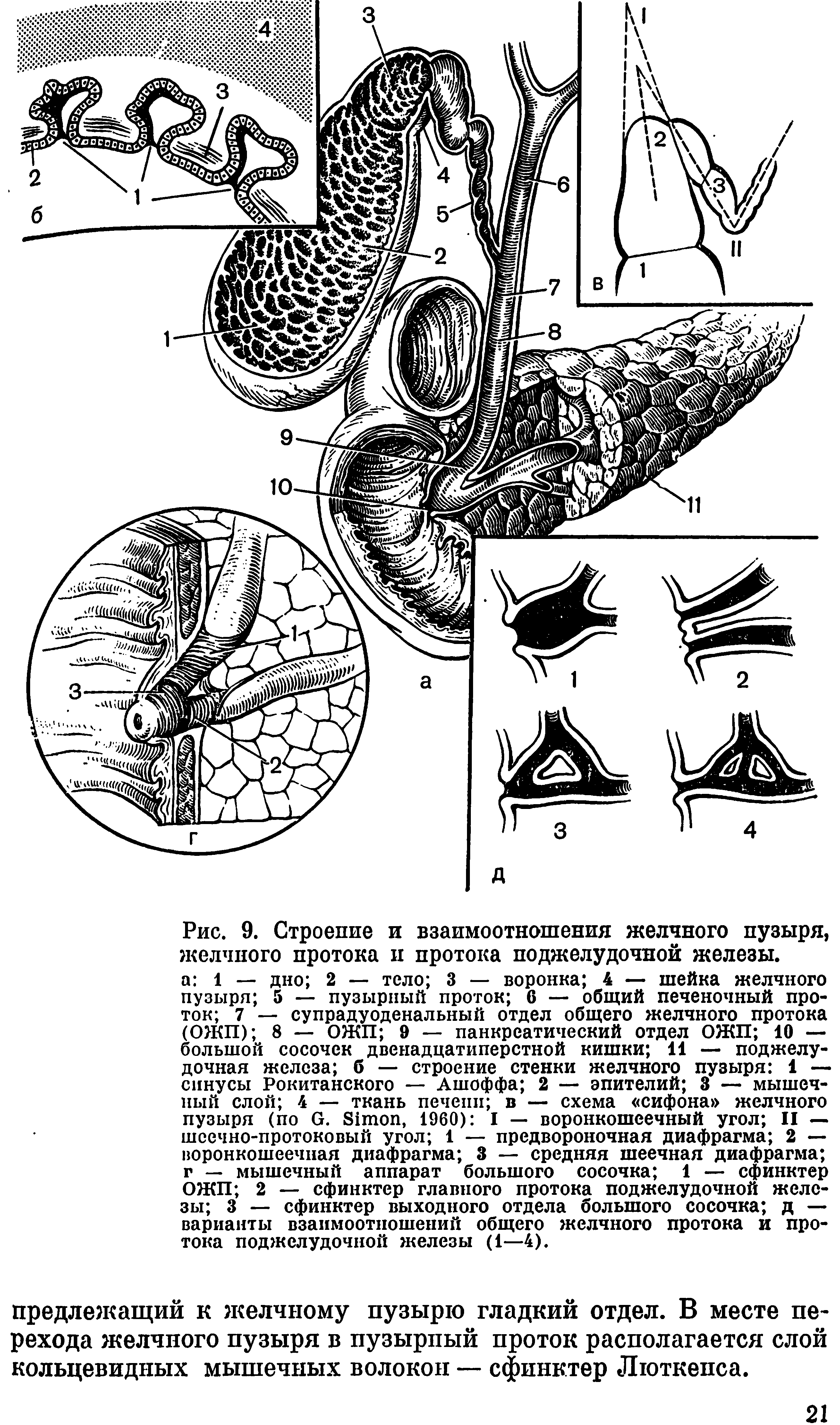 Рис. 9. Строение и взаимоотношения желчного пузыря, желчного протока и протока поджелудочной железы.