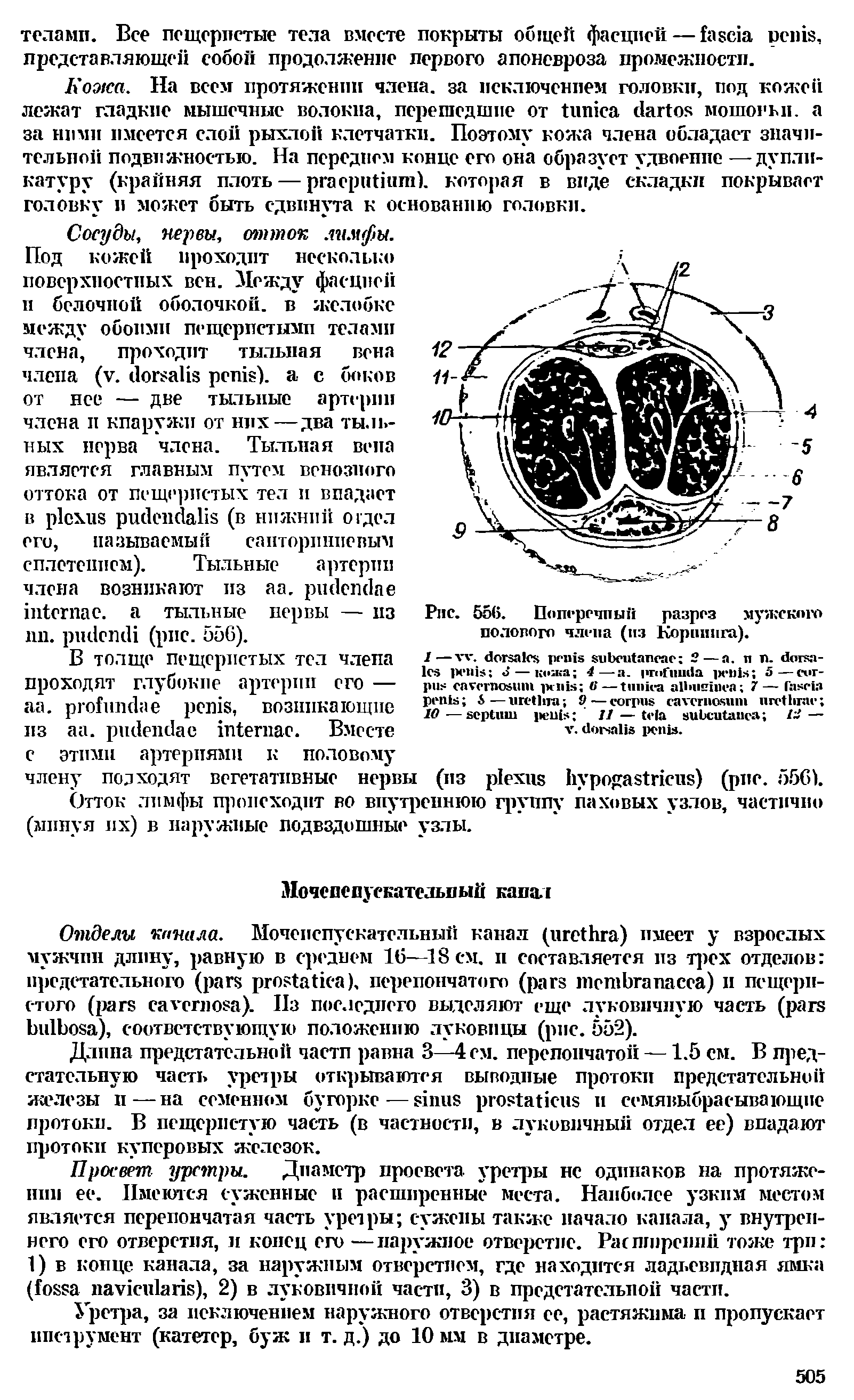 Рис. 556. ПопгречпыЛ разрез мужского полового члепа (из Корнинга).