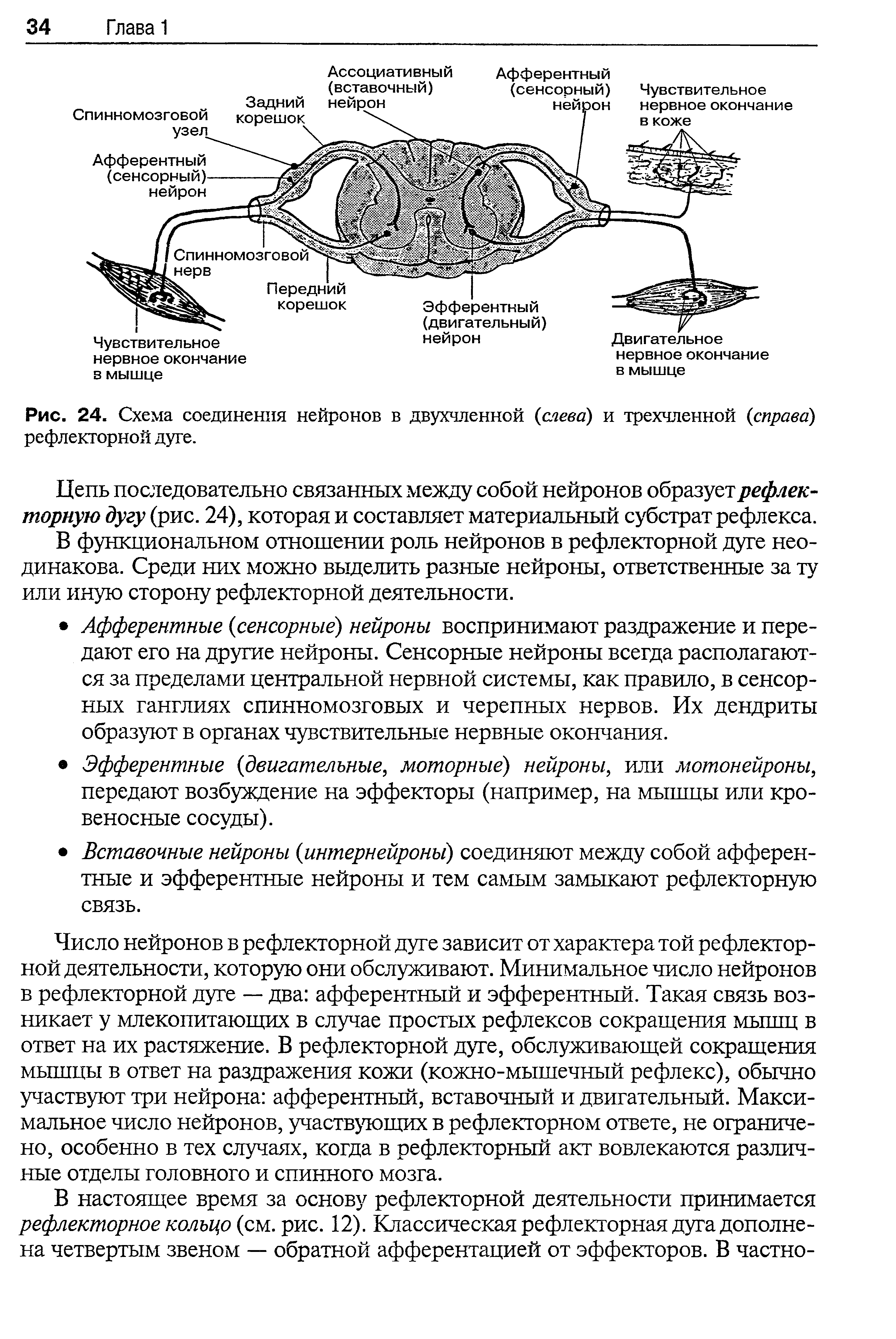 Рис. 24. Схема соединения нейронов в двухчленной (слева) и трехчленной (справа) рефлекторной дуге.