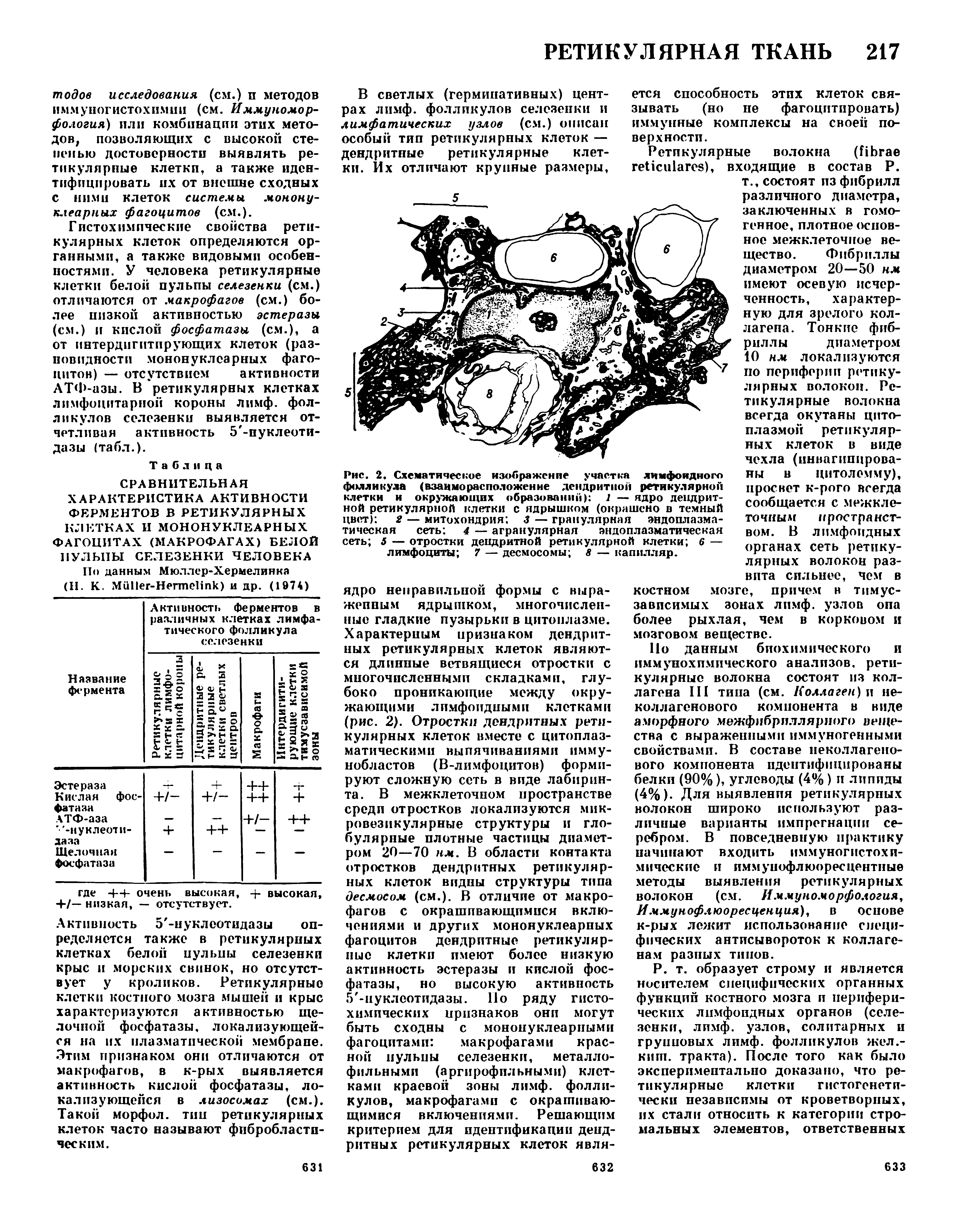 Рис. 2. Схематическое изображение участка лимфоидного фолликула (взаиморасположение дендритной ретикулярной клетки и окружающих образований) 1 — ядро дендритной ретикулярной клетки с ядрышком (окрашено в темный цвет) 2 — митохондрия 3 — гранулярная эндоплазма-...