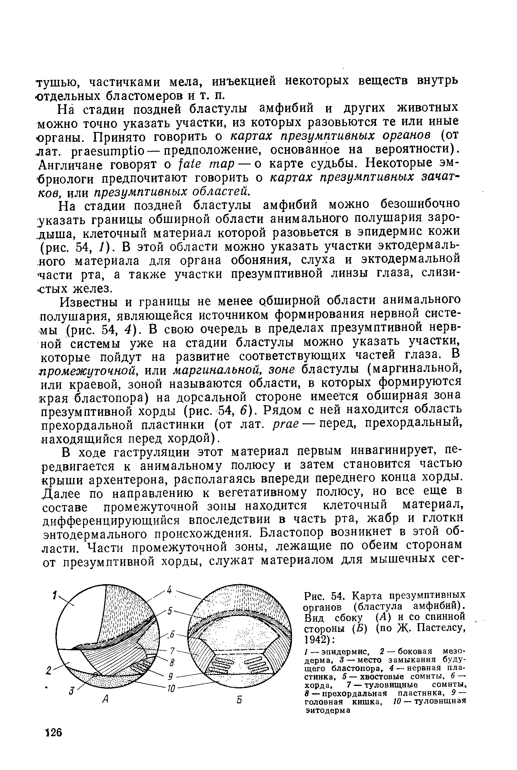 Рис. 54. Карта презумптивных органов (бластула амфибий). Вид сбоку (4) и со спинной стороны (5) (по Ж- Пастелсу, 1942) ...