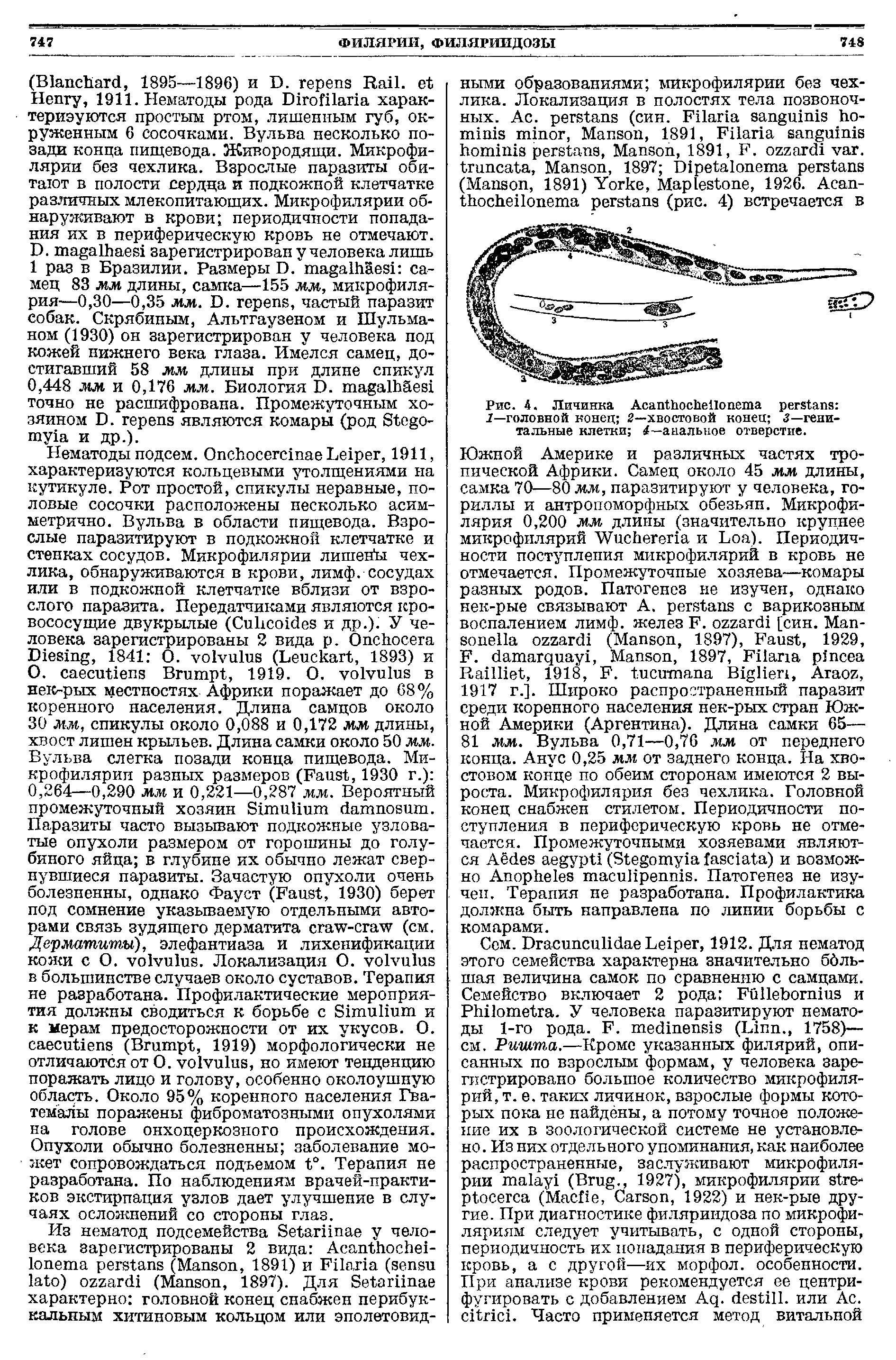 Рис. 4. Личинка A I—головной конец 2—хвостовой конец 3—генитальные клетки 4—анальное отверстие.