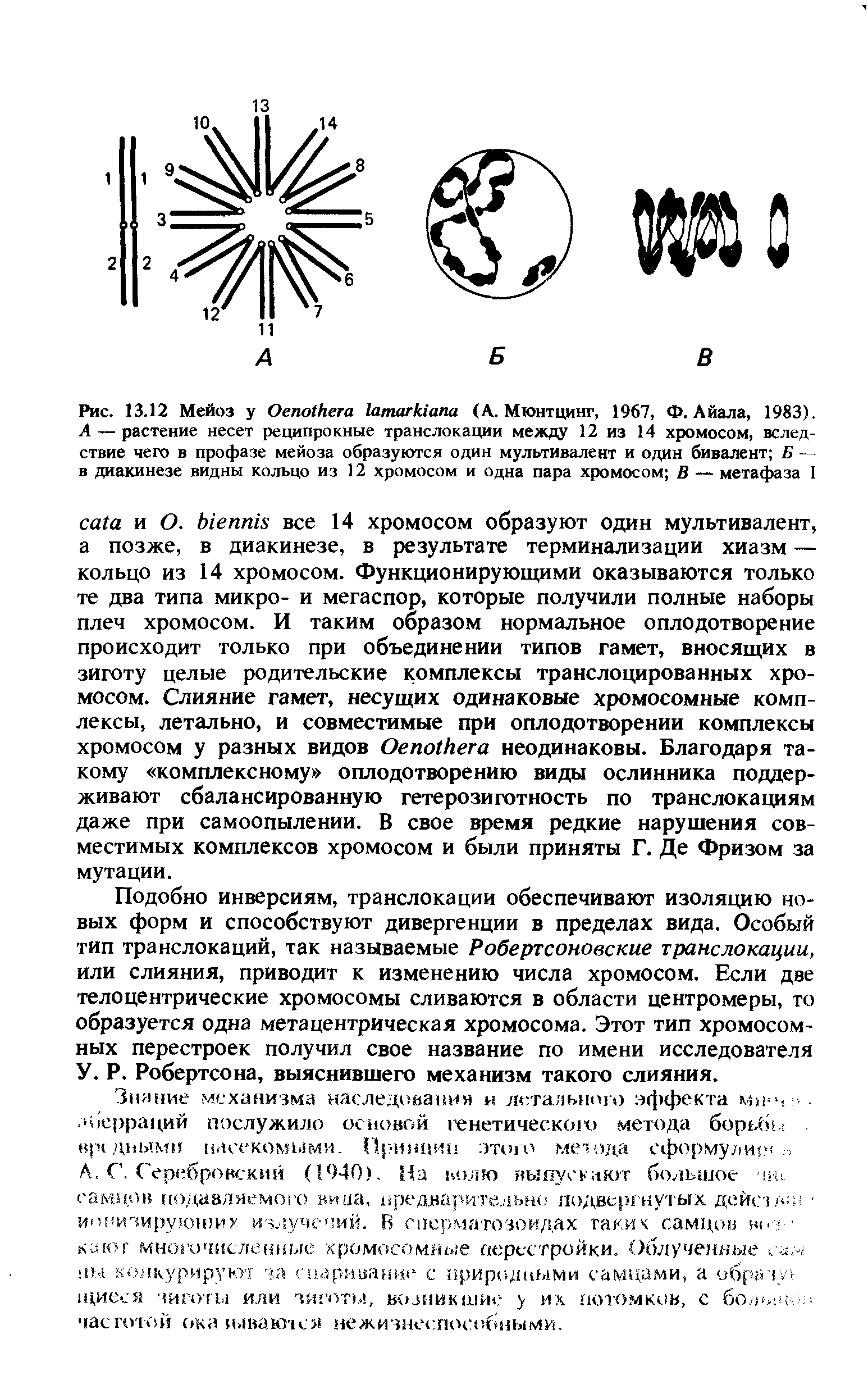 Рис. 13.12 Мейоз у O (А. Мюнтцинг, 1967, Ф. Айала, 1983). А — растение несет реципрокные транслокации между 12 из 14 хромосом, вследствие чего в профазе мейоза образуются один мультивалент и один бивалент Б — в диакинезе видны кольцо из 12 хромосом и одна пара хромосом В — метафаза I...