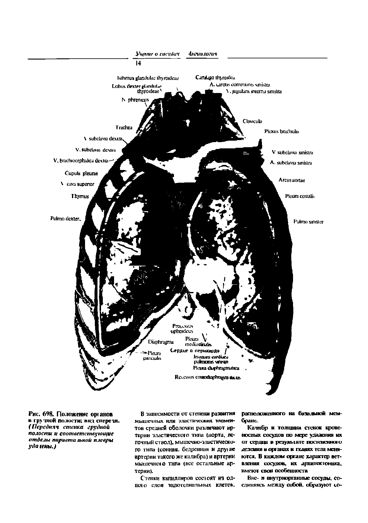 Рис. 698. Положение ор1анов в гру 1ной полости вид спереди. (Передняя стенка грудной помети и соответствующие отделы париета юной плевры уда гены.)...
