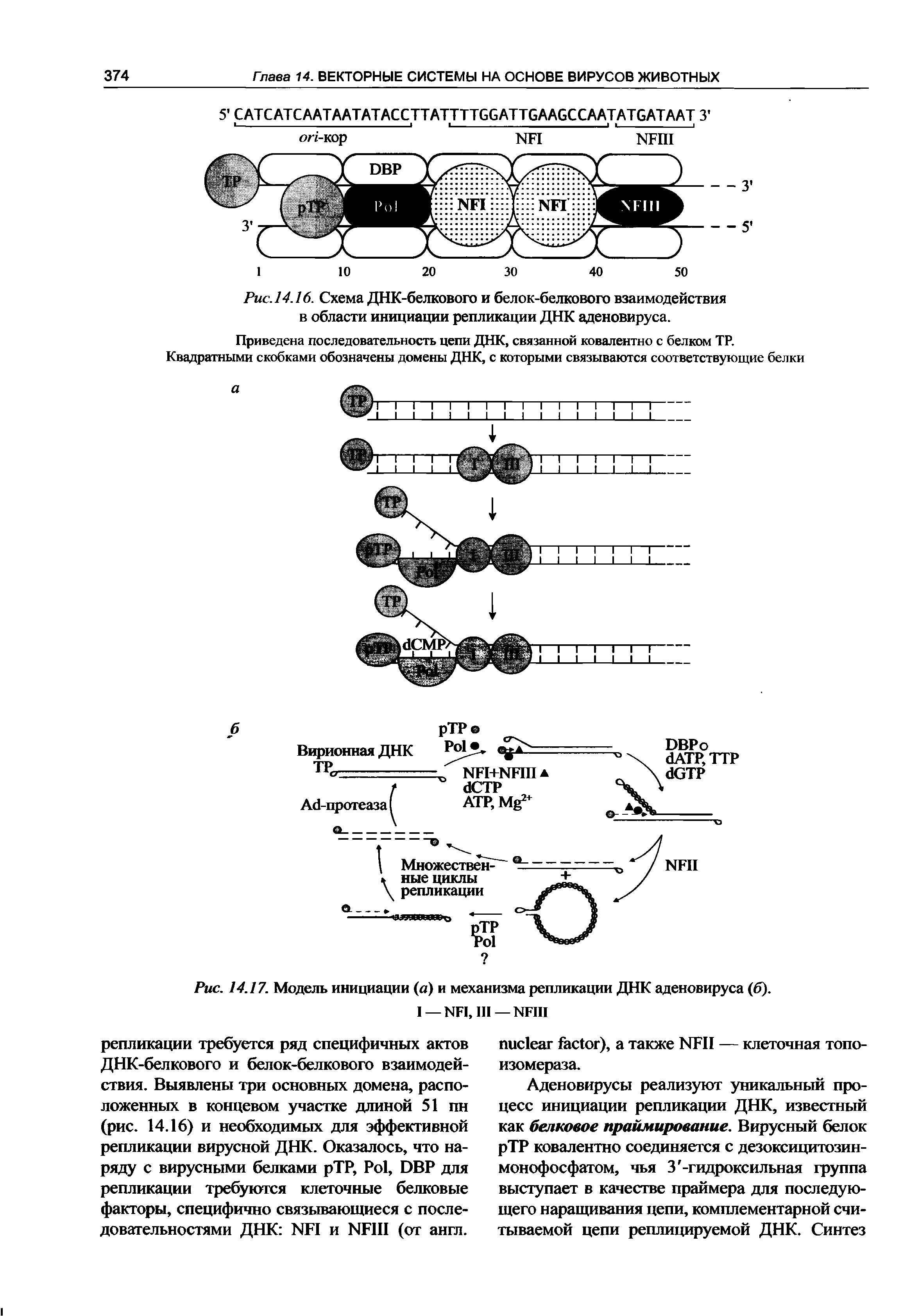 Рис. 14.17. Модель инициации (а) и механизма репликации ДНК аденовируса (б). I —NFI, III— NFIII...